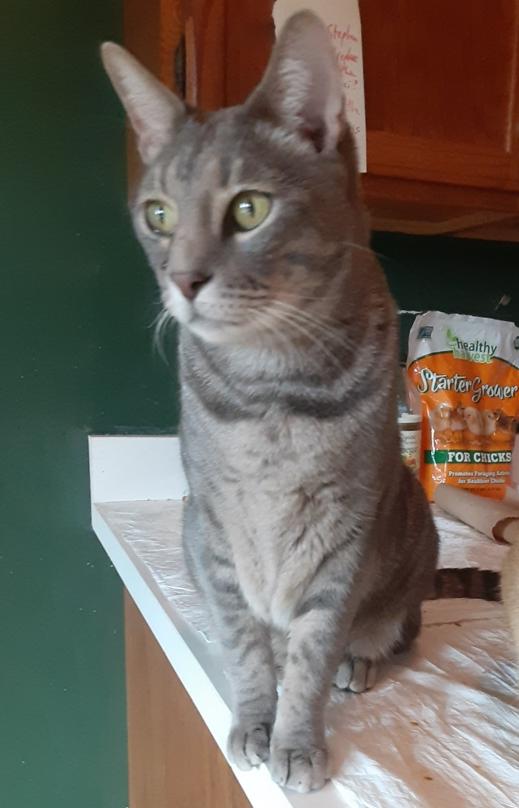 Enlarge Moonlight, a silver tiger who says "I love you" in every way he knows!, a Adoptable Domestic Short Hair in Hanover, NH image 5/6