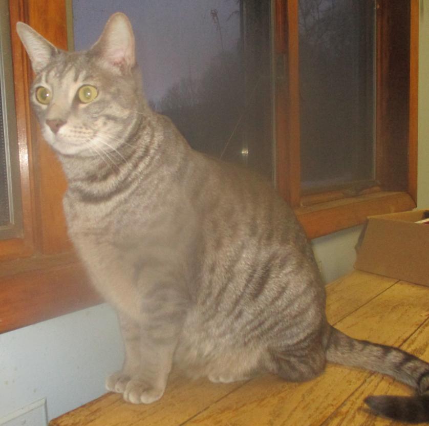 Enlarge Moonlight, a silver tiger who says "I love you" in every way he knows!, a Adoptable Domestic Short Hair in Hanover, NH image 2/6