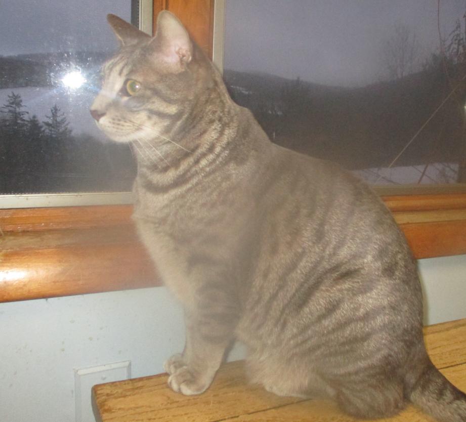 Enlarge Moonlight, a silver tiger who says "I love you" in every way he knows!, a Adoptable Domestic Short Hair in Hanover, NH image 3/6