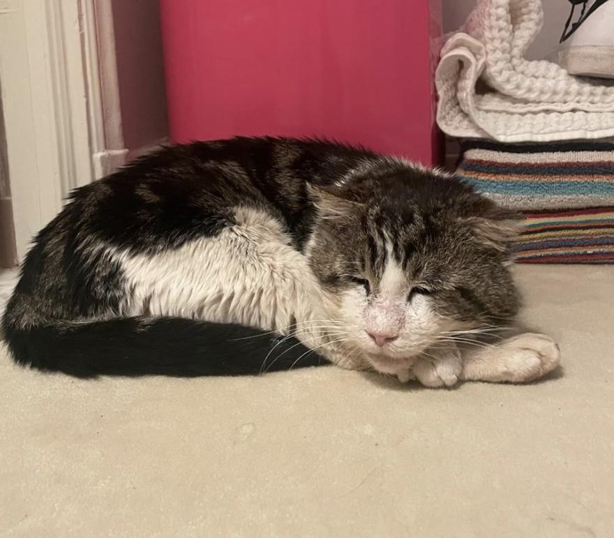 Shrimpy, a Adoptable Domestic Short Hair in Los Angeles, CA image 1/2