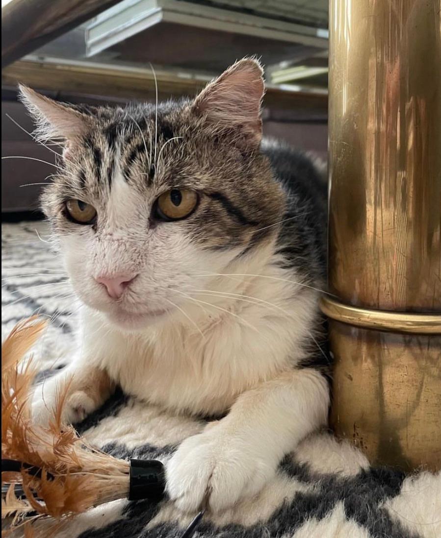 Shrimpy, a Adoptable Domestic Short Hair in Los Angeles, CA image 2/2