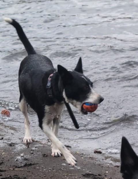 Cedar, a ADOPTABLE mixed breed in Bend, OR image 3/6