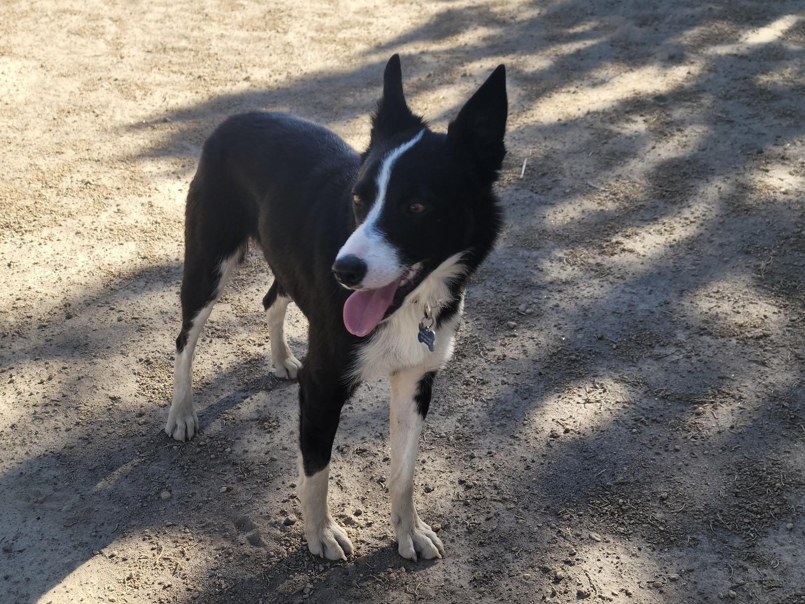 Cedar, ADOPTABLE, Young Female Border Collie.