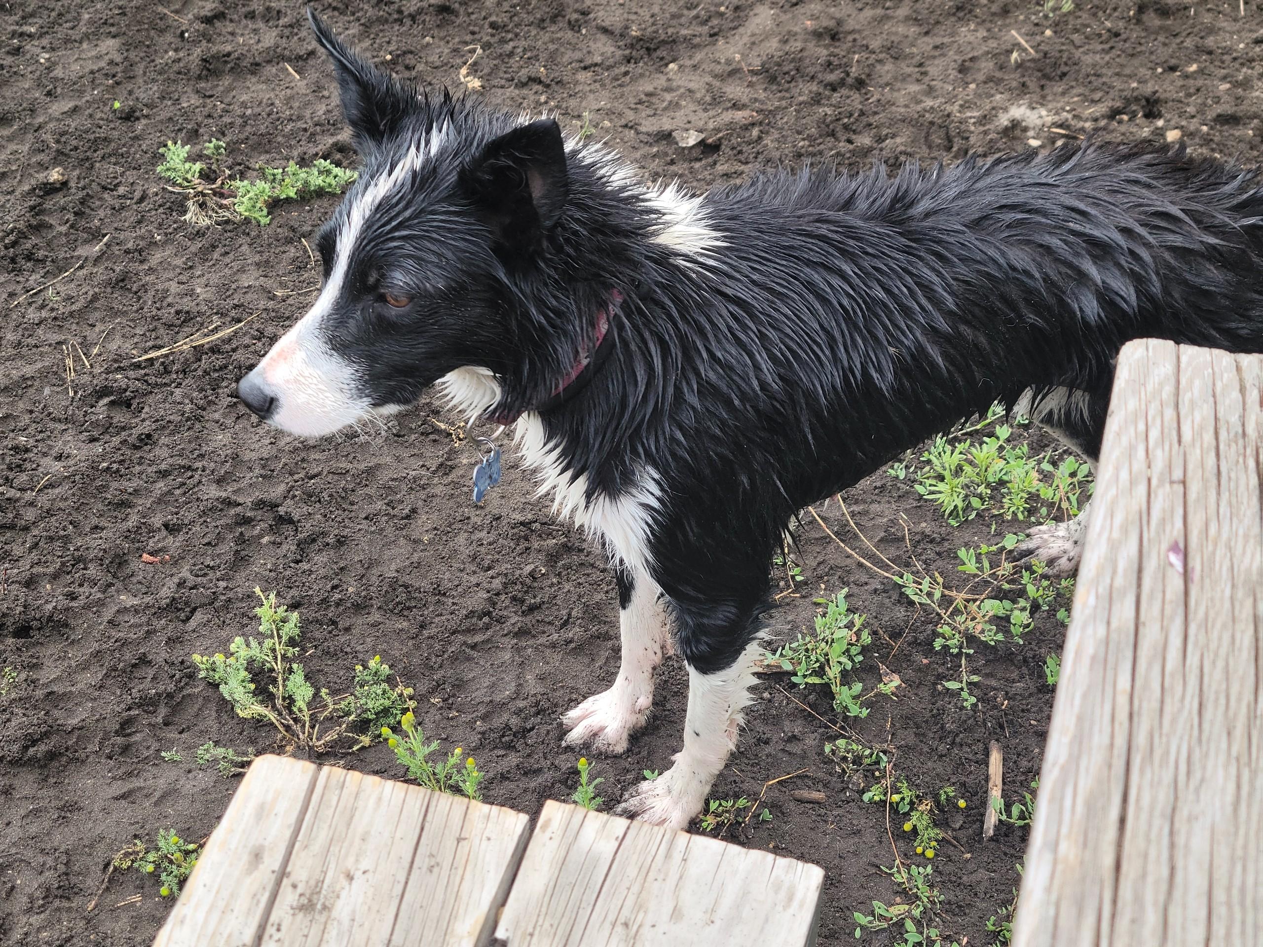 Enlarge Cedar, a ADOPTABLE mixed breed in Bend, OR image 6/6
