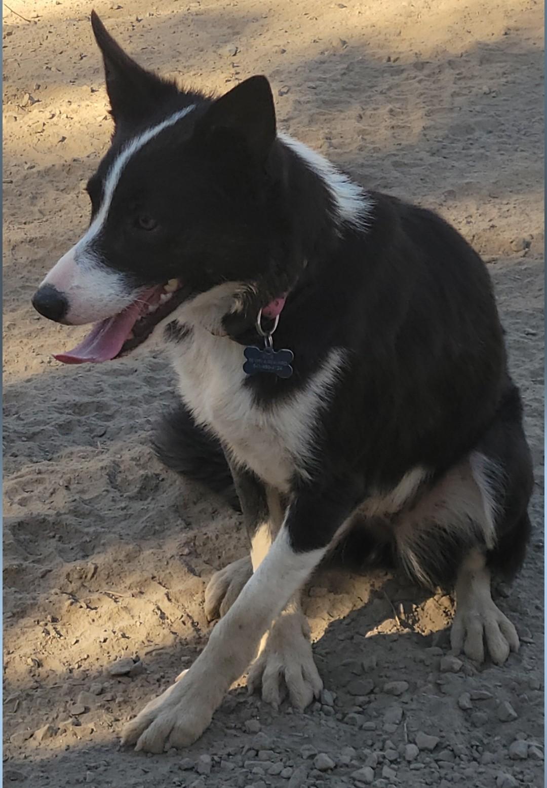 Cedar, a ADOPTABLE mixed breed in Bend, OR image 2/6