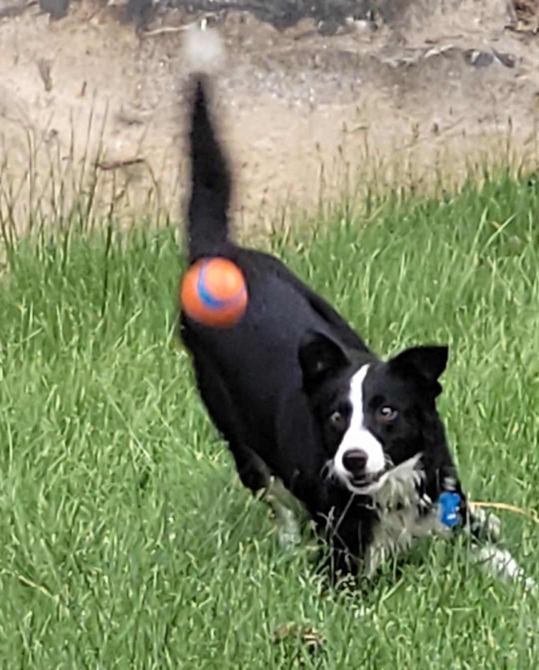 Cedar, a ADOPTABLE mixed breed in Bend, OR image 5/6