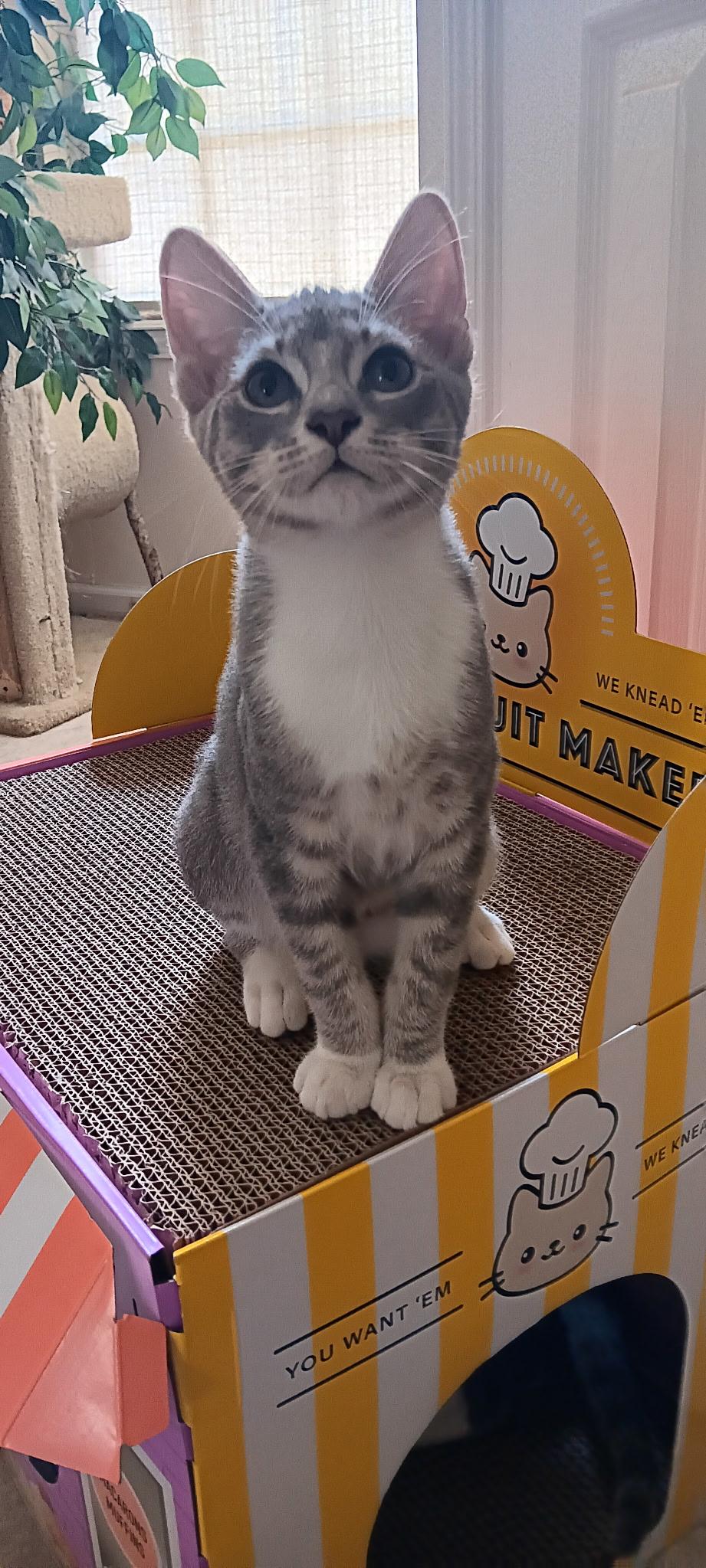 Link =^.^=