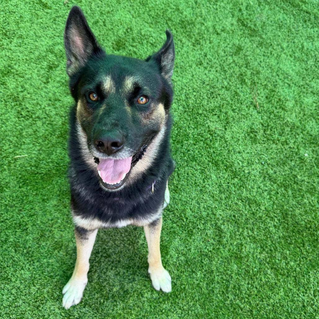 Berkley 7520, Adoptable, Adult Male Mixed Breed.