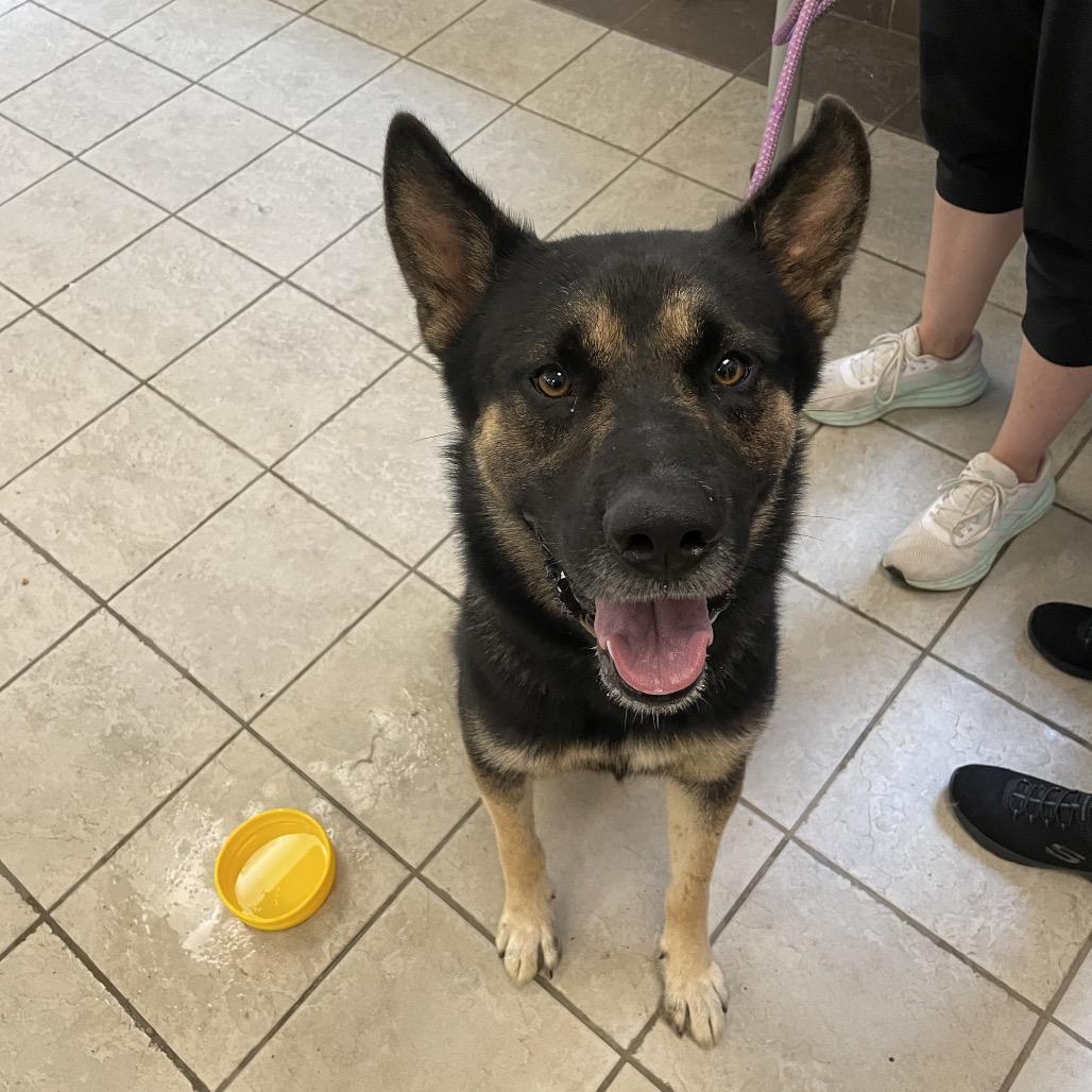 Enlarge Berkley 7520, a Adoptable Mixed Breed in Hamilton, GA image 2/6