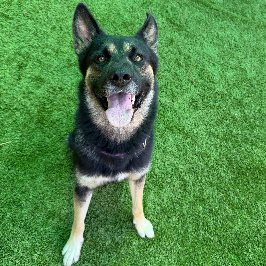 Enlarge Berkley 7520, a Adoptable Mixed Breed in Hamilton, GA image 3/6