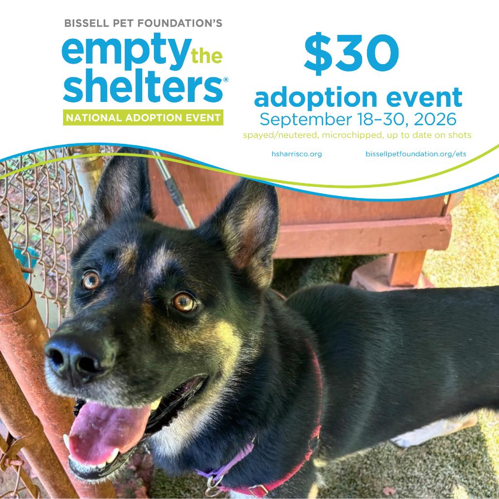Enlarge Berkley 7520, a Adoptable Mixed Breed in Hamilton, GA image 5/6