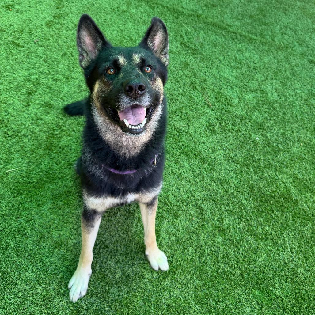 Enlarge Berkley 7520, a Adoptable Mixed Breed in Hamilton, GA image 6/6
