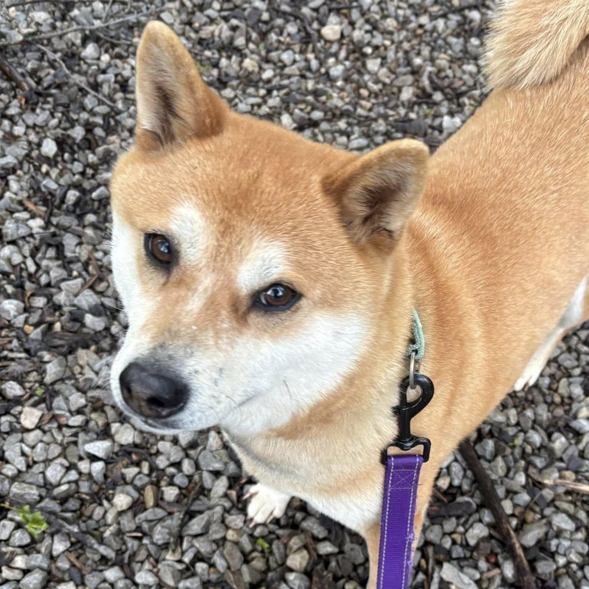 Jade, ADOPTABLE, Adult Female Shiba Inu.