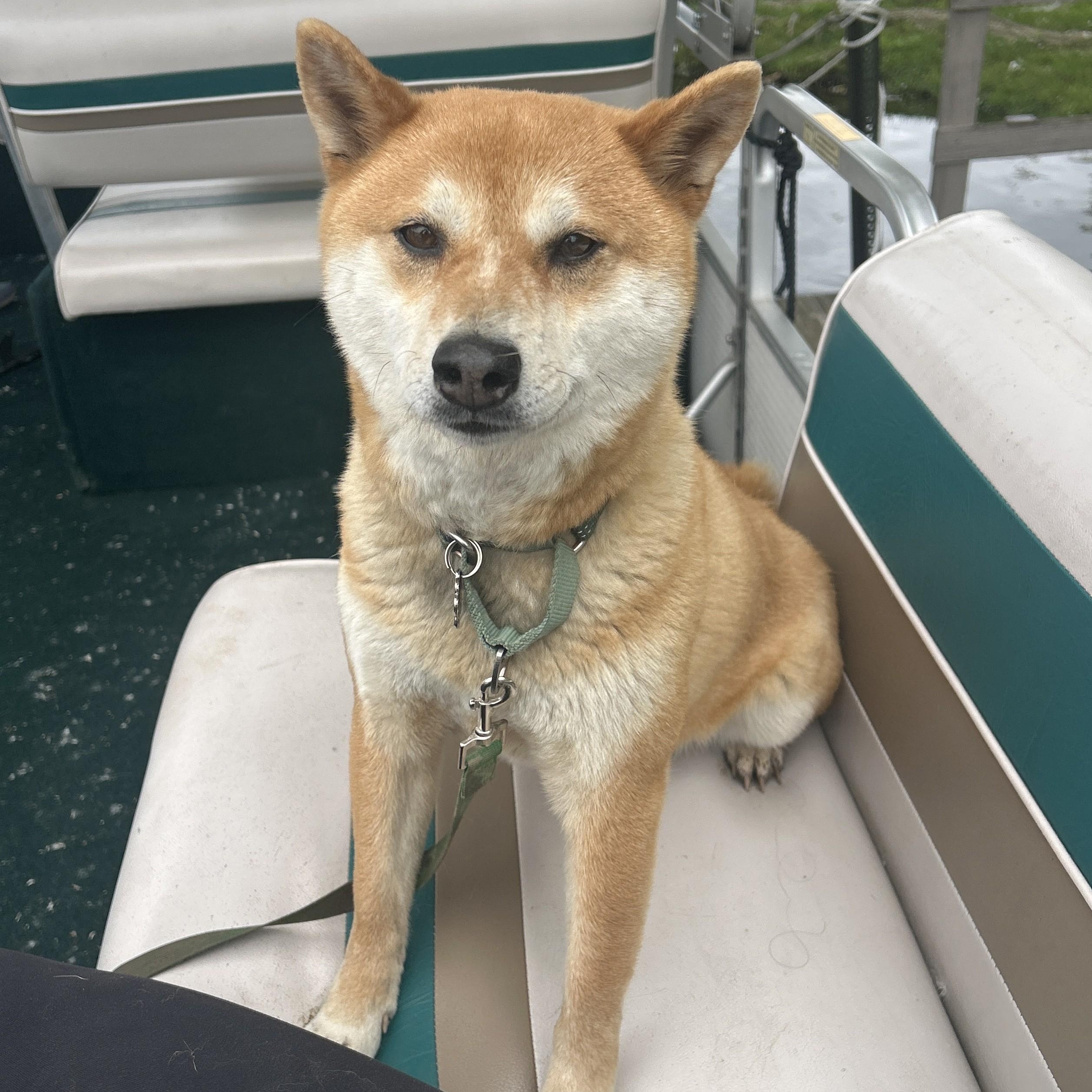 Enlarge Jade, a ADOPTABLE mixed breed in Grafton, OH image 4/6