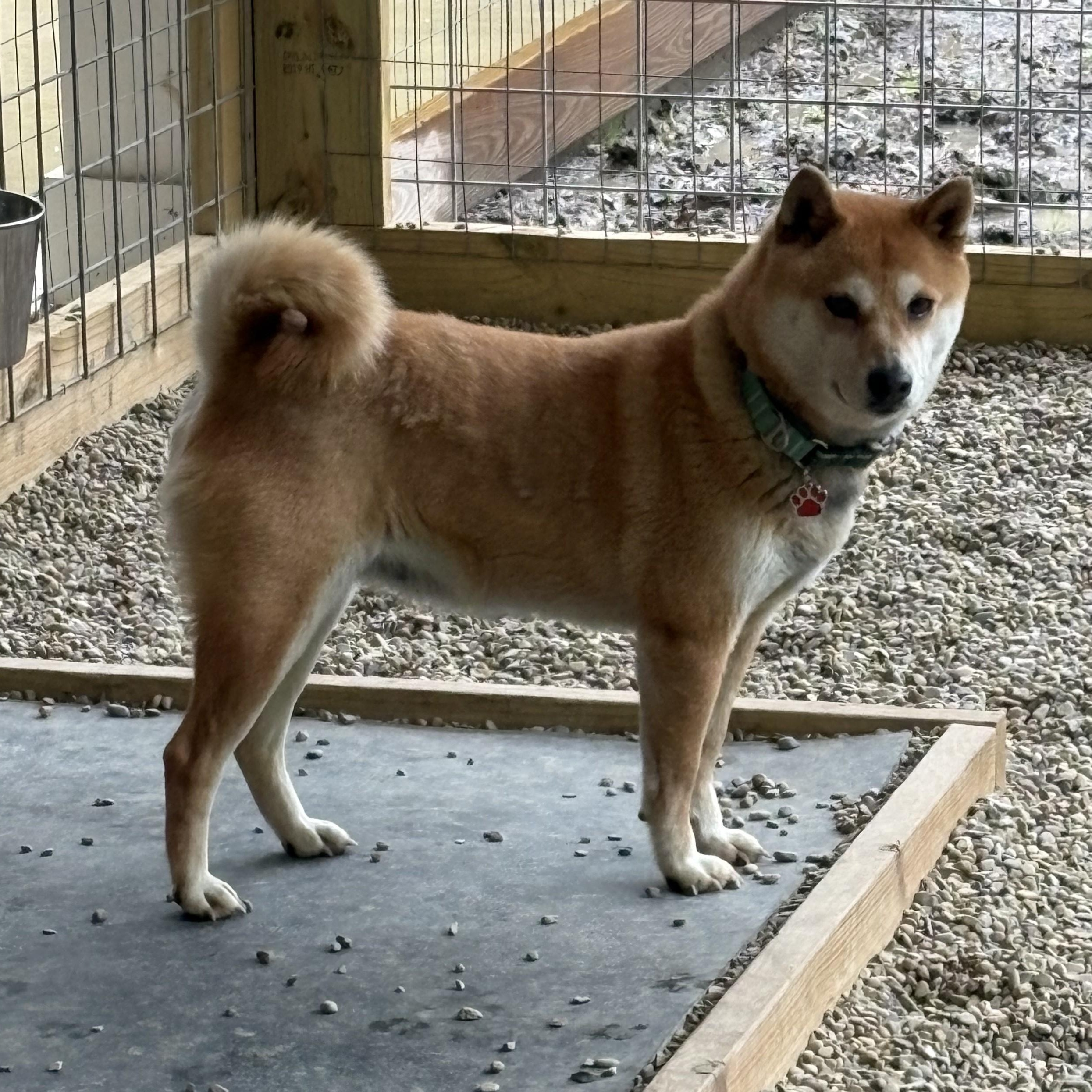Enlarge Jade, a ADOPTABLE mixed breed in Grafton, OH image 5/6