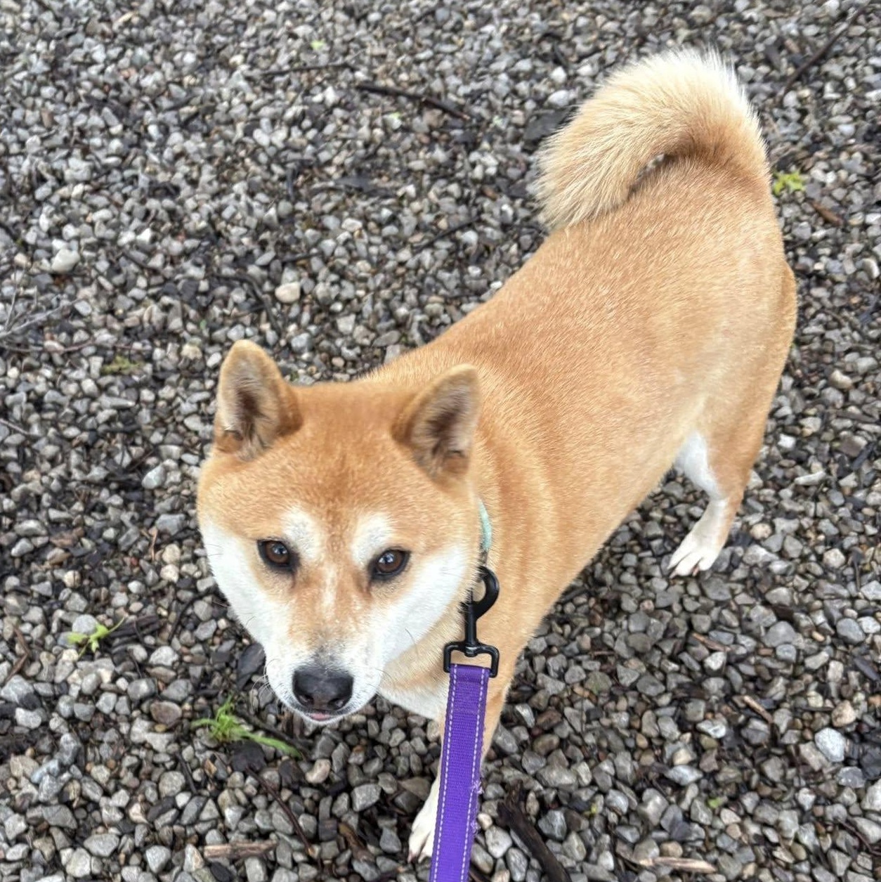 Enlarge Jade, a ADOPTABLE mixed breed in Grafton, OH image 3/6
