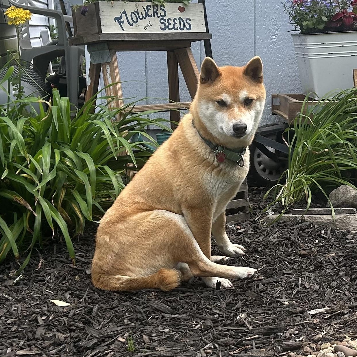 Enlarge Jade, a ADOPTABLE mixed breed in Grafton, OH image 2/6