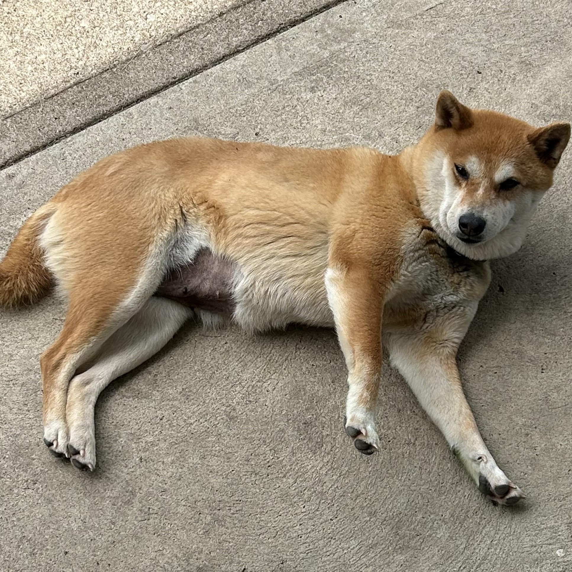 Enlarge Jade, a ADOPTABLE mixed breed in Grafton, OH image 6/6