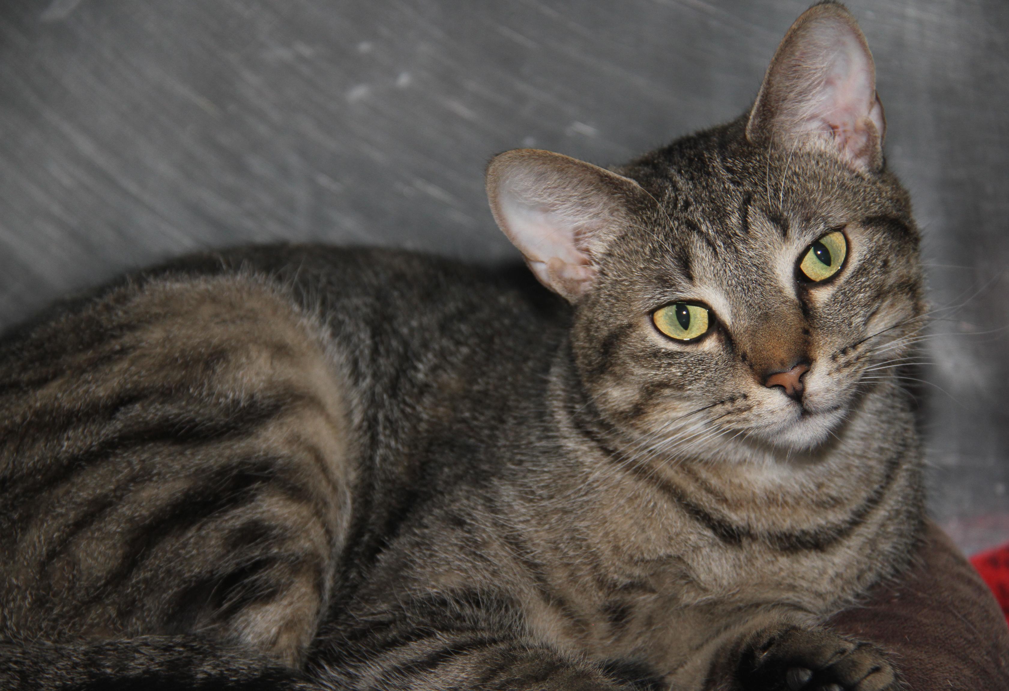 Sox (Spayed) (Photos 9/15/2025)