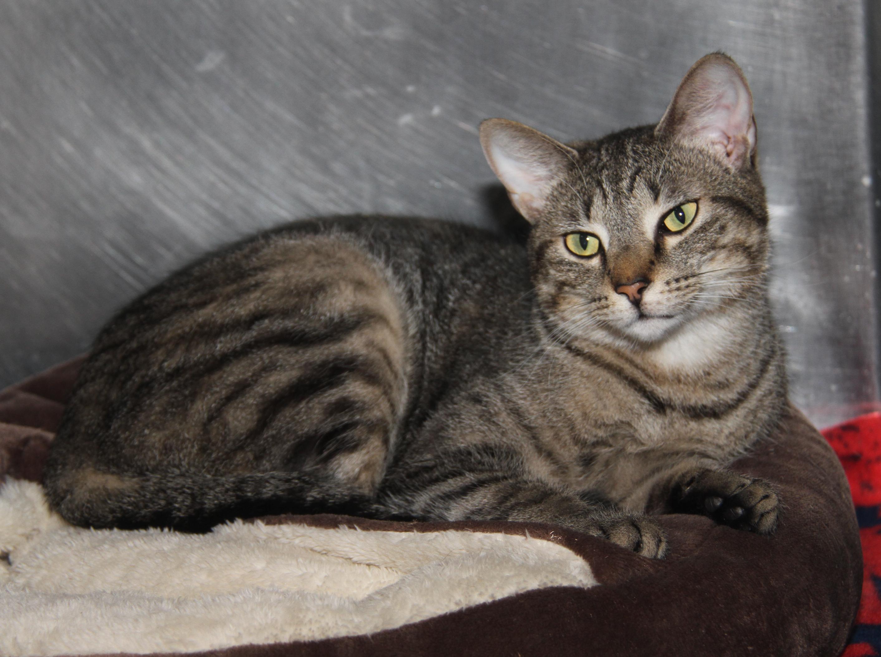 Sox (Spayed) (Photos 9/15/2025)