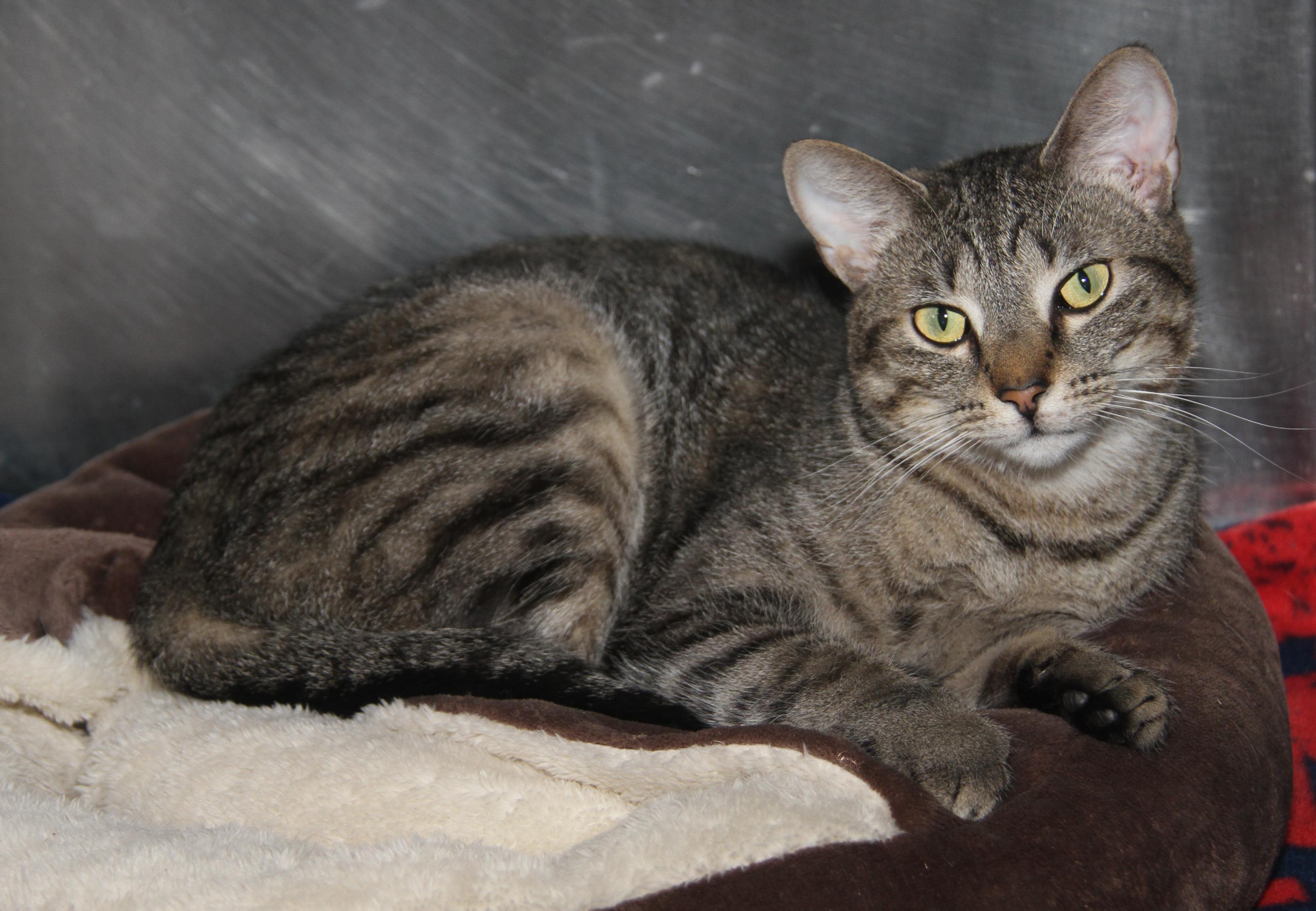 Sox (Spayed) (Photos 9/15/2025)