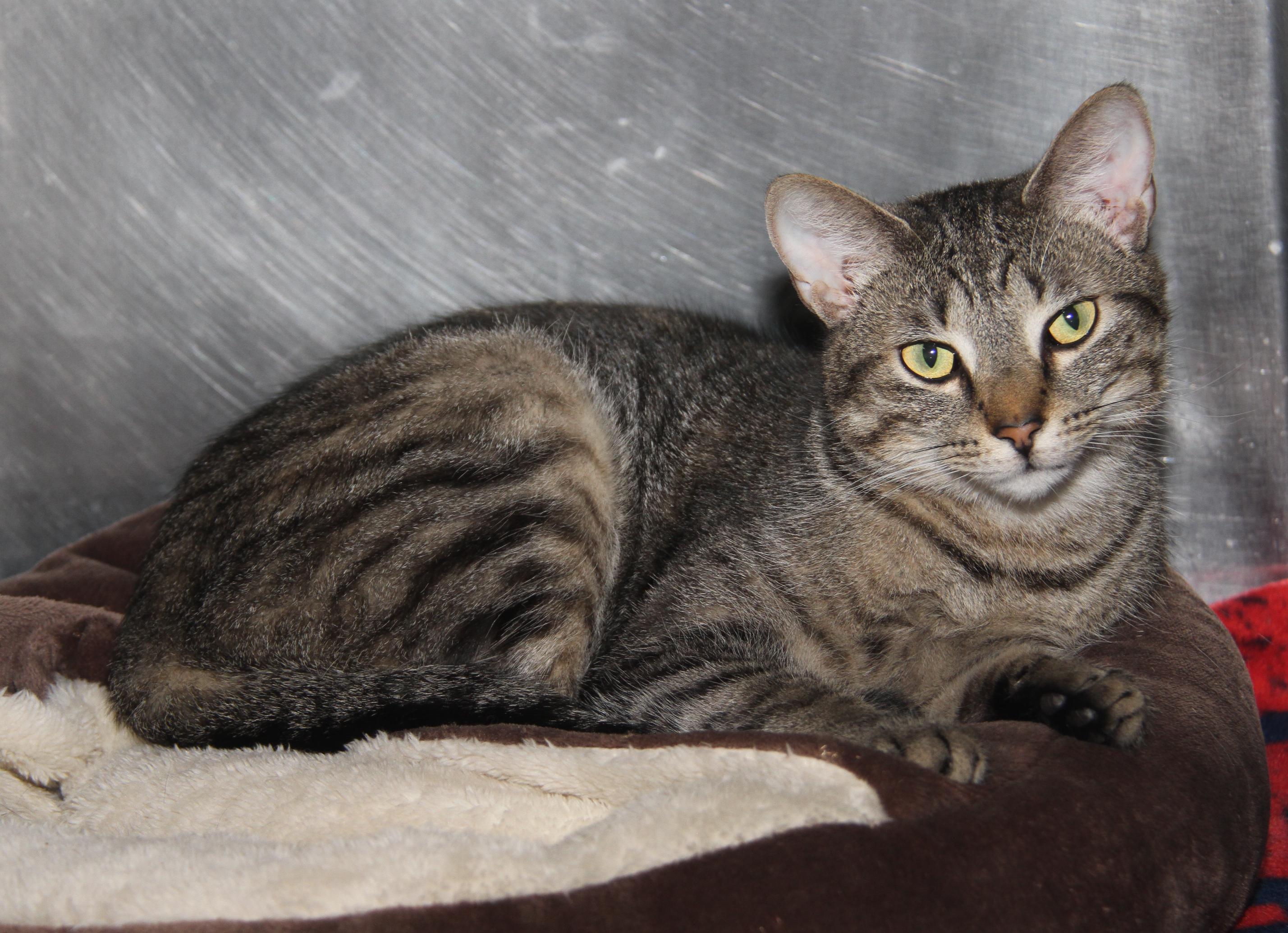 Sox (Spayed) (Photos 9/15/2025)