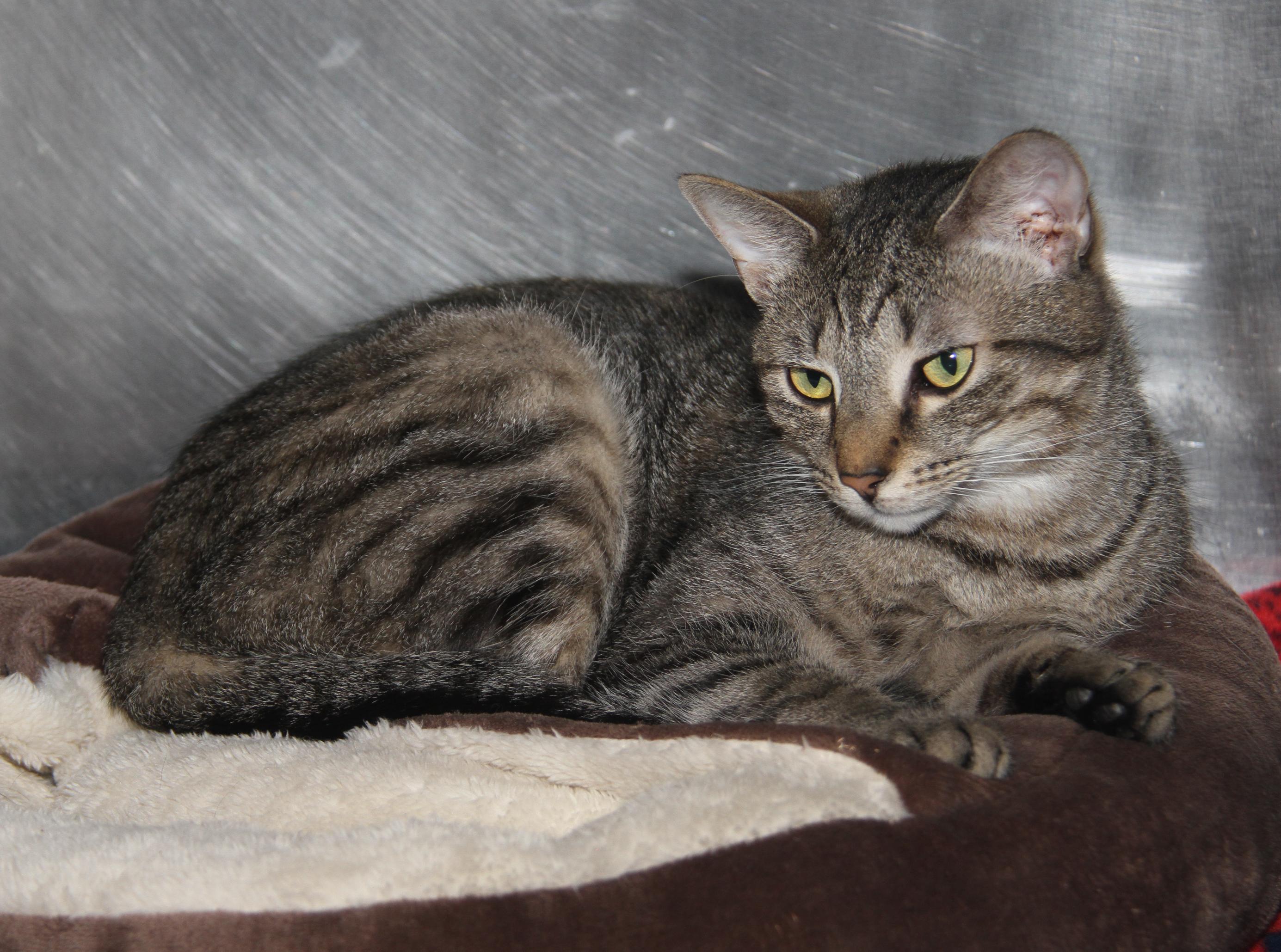 Sox (Spayed) (Photos 9/15/2025)