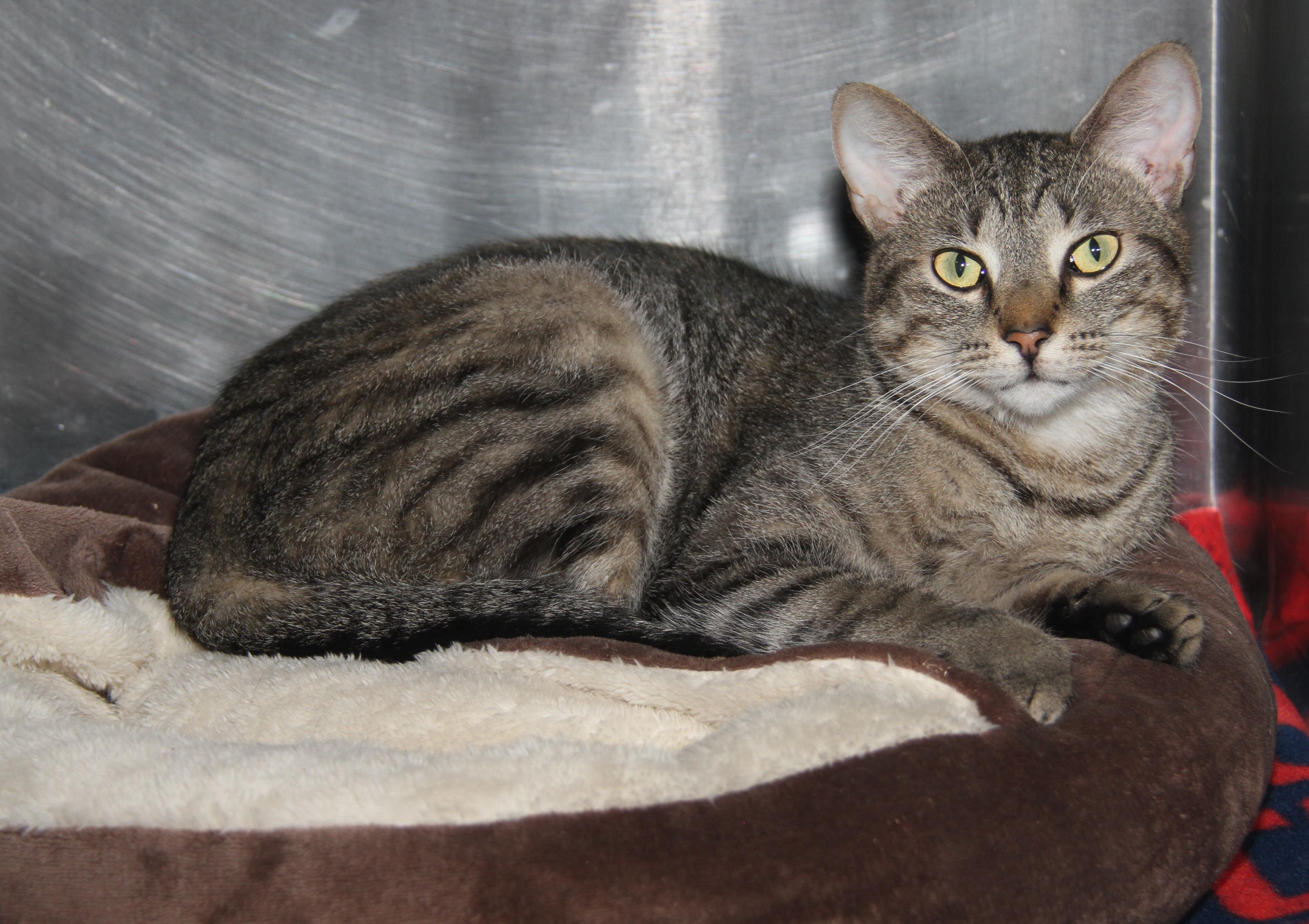 Sox (Spayed) (Photos 9/15/2025)