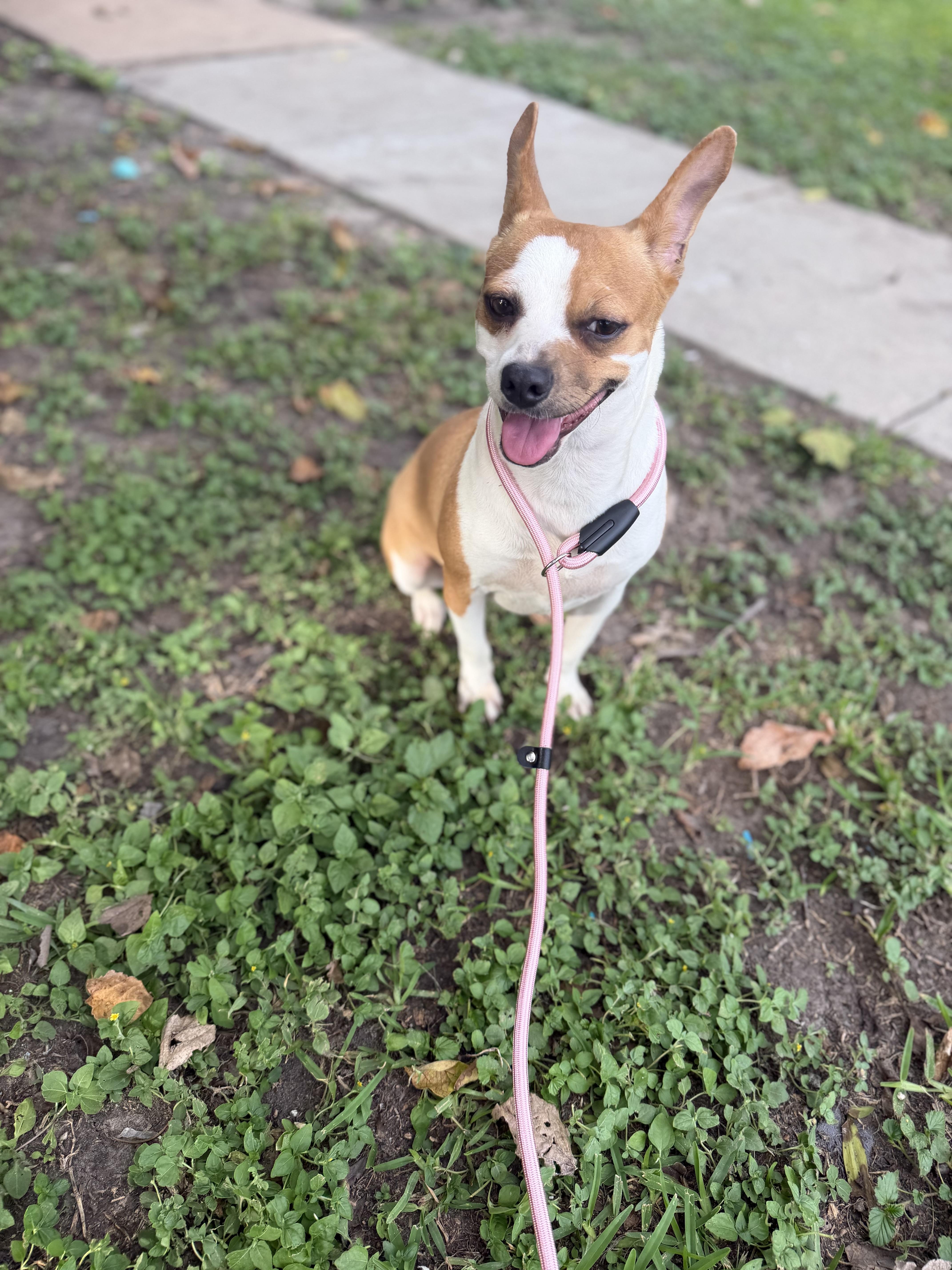 Enlarge Peaches, a Adoptable mixed breed in Warwick, RI image 3/4