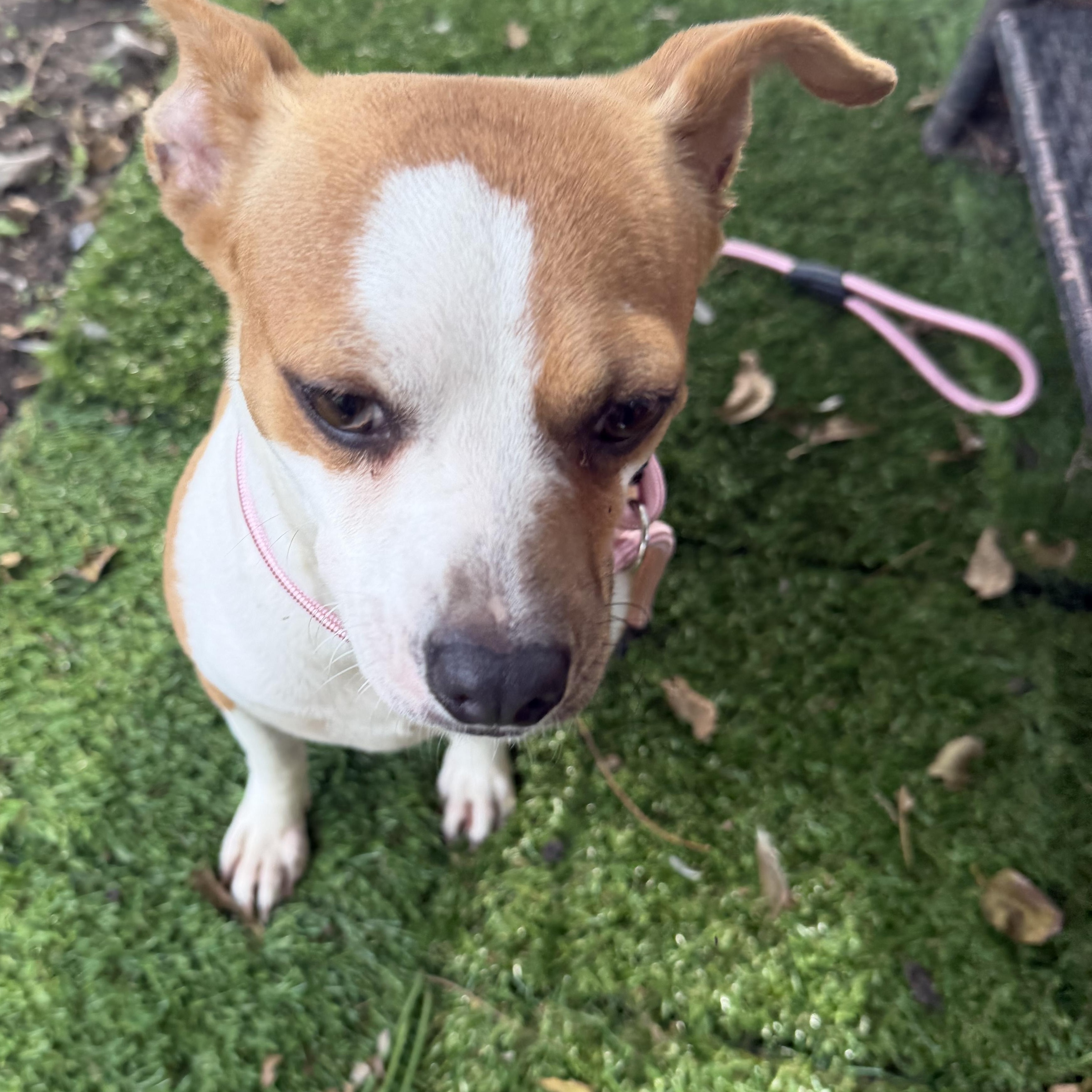 Peaches, Adoptable, Adult Female Chihuahua.