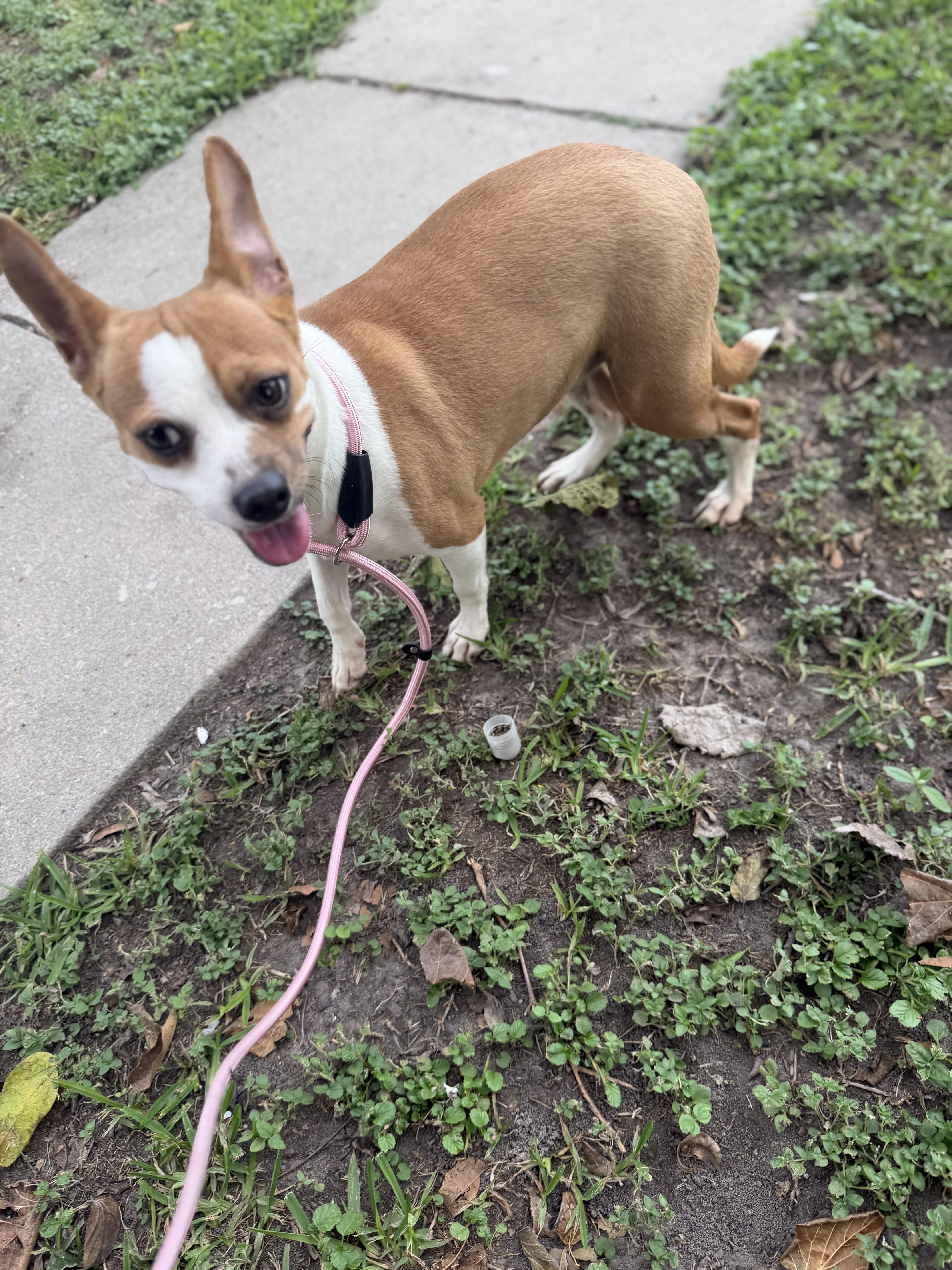 Enlarge Peaches, a Adoptable mixed breed in Warwick, RI image 2/4
