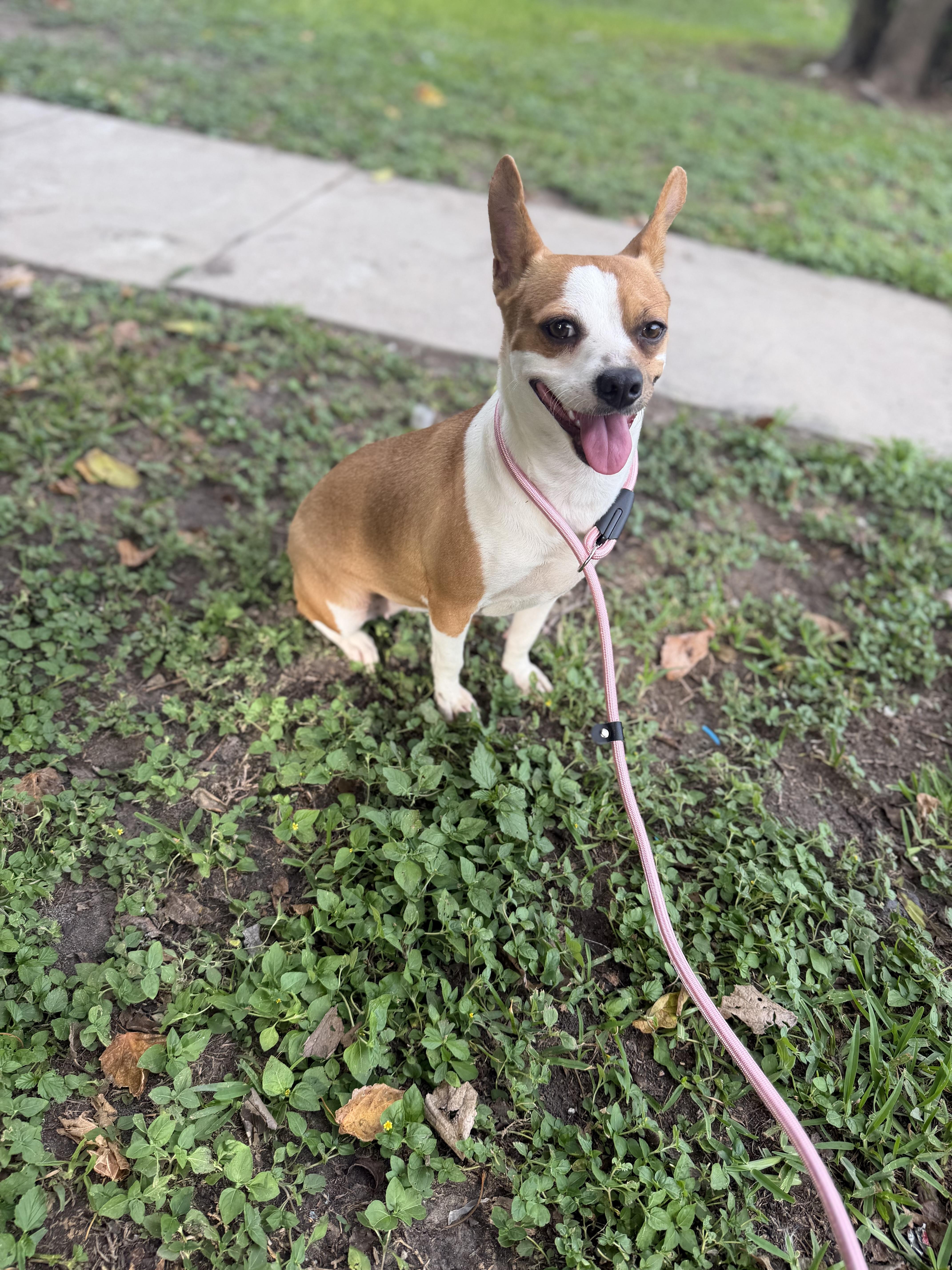 Enlarge Peaches, a Adoptable mixed breed in Warwick, RI image 4/4