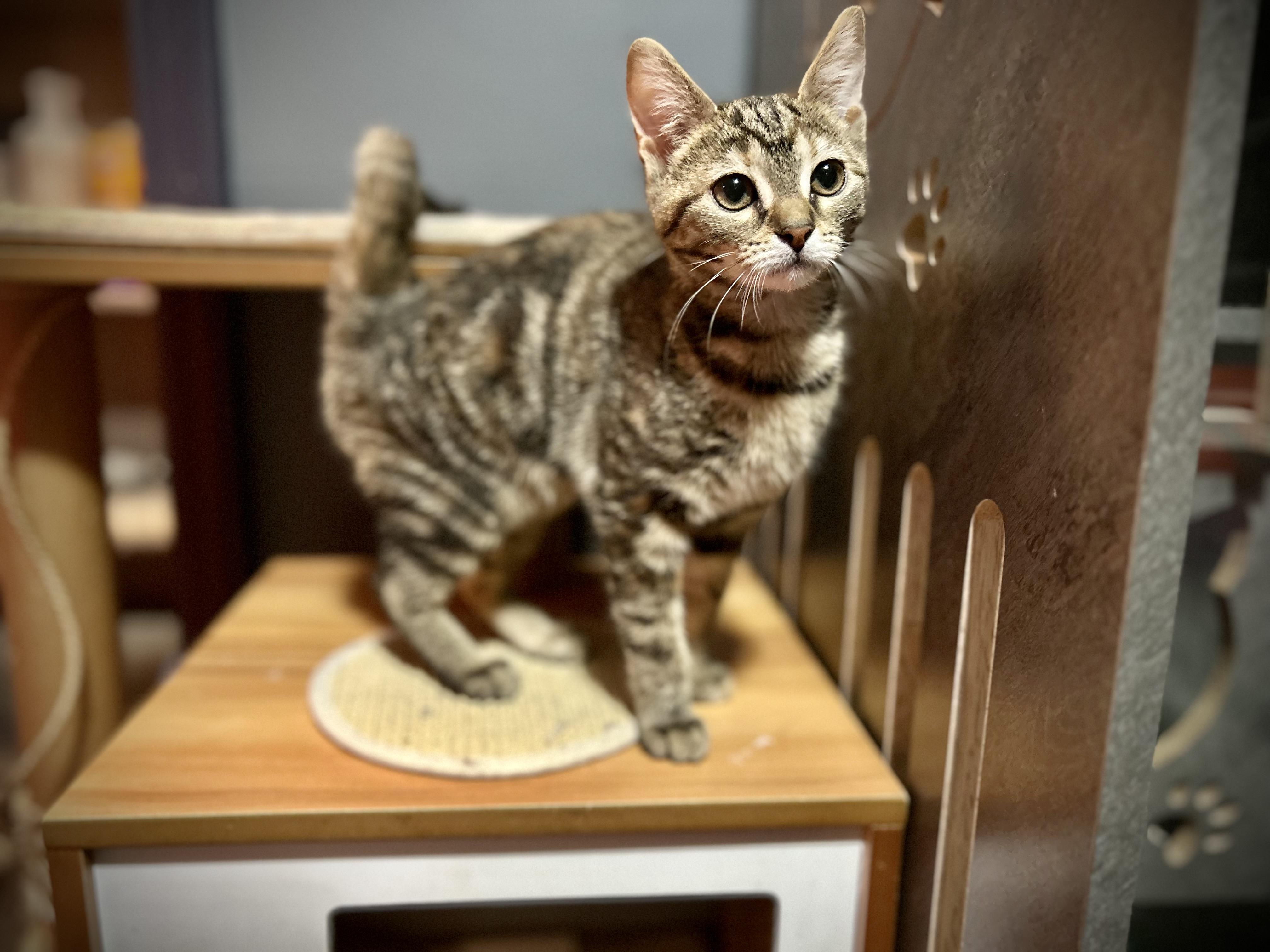 Sherpa, Adopted, Young Female Domestic Short Hair.