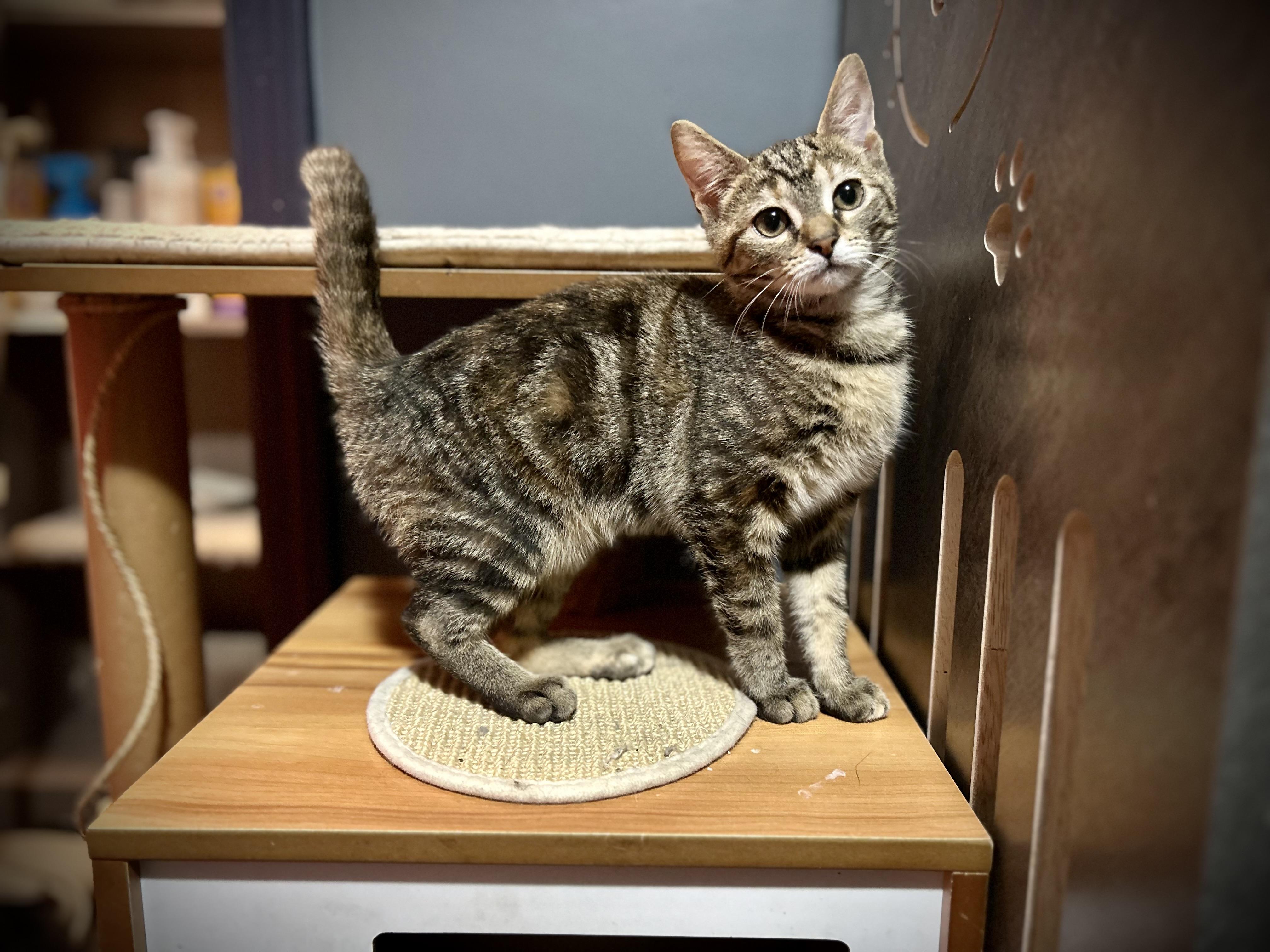 Enlarge Sherpa, a Adopted Domestic Short Hair in Akron, OH image 2/4