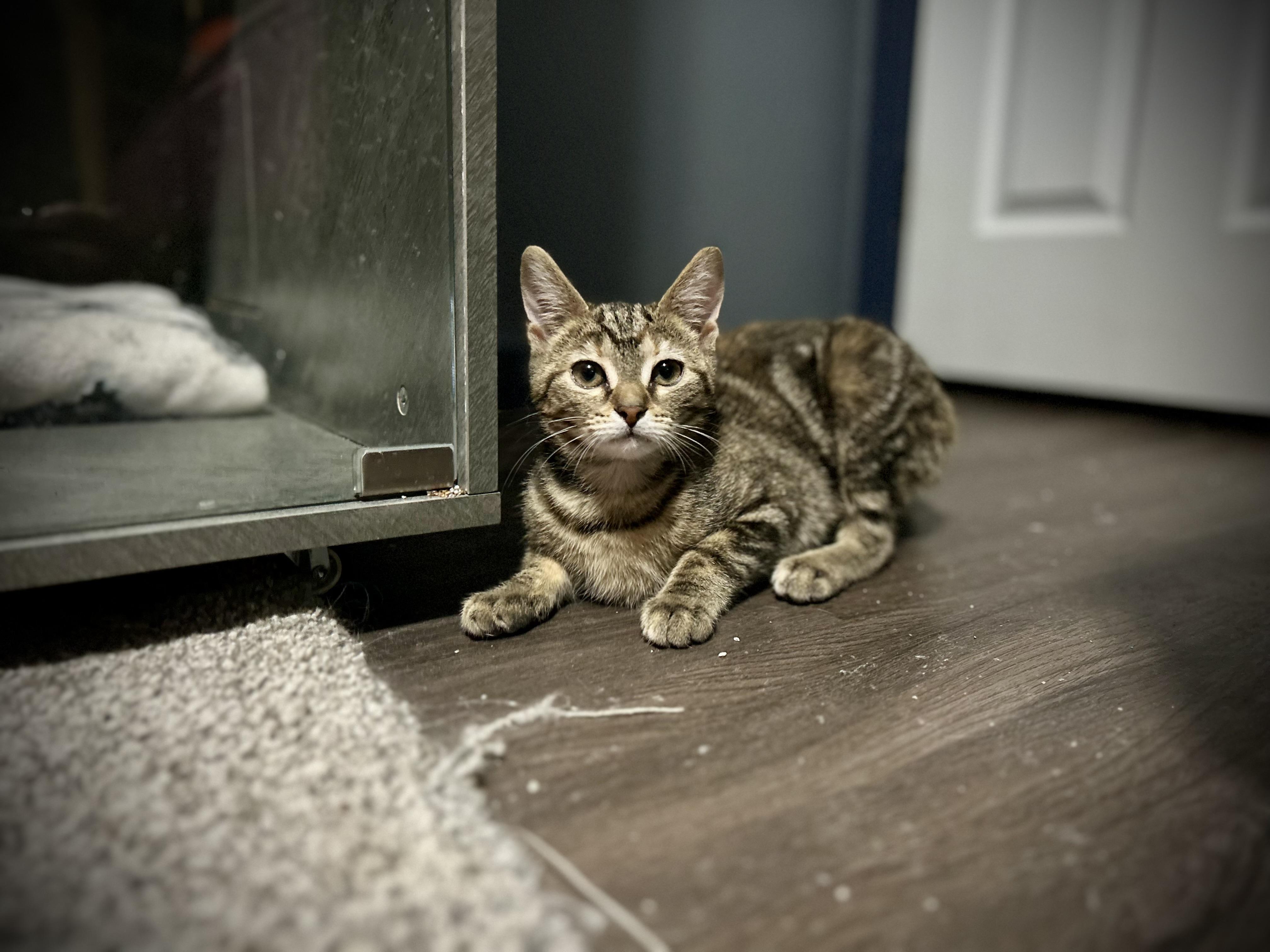 Enlarge Sherpa, a Adopted Domestic Short Hair in Akron, OH image 3/4