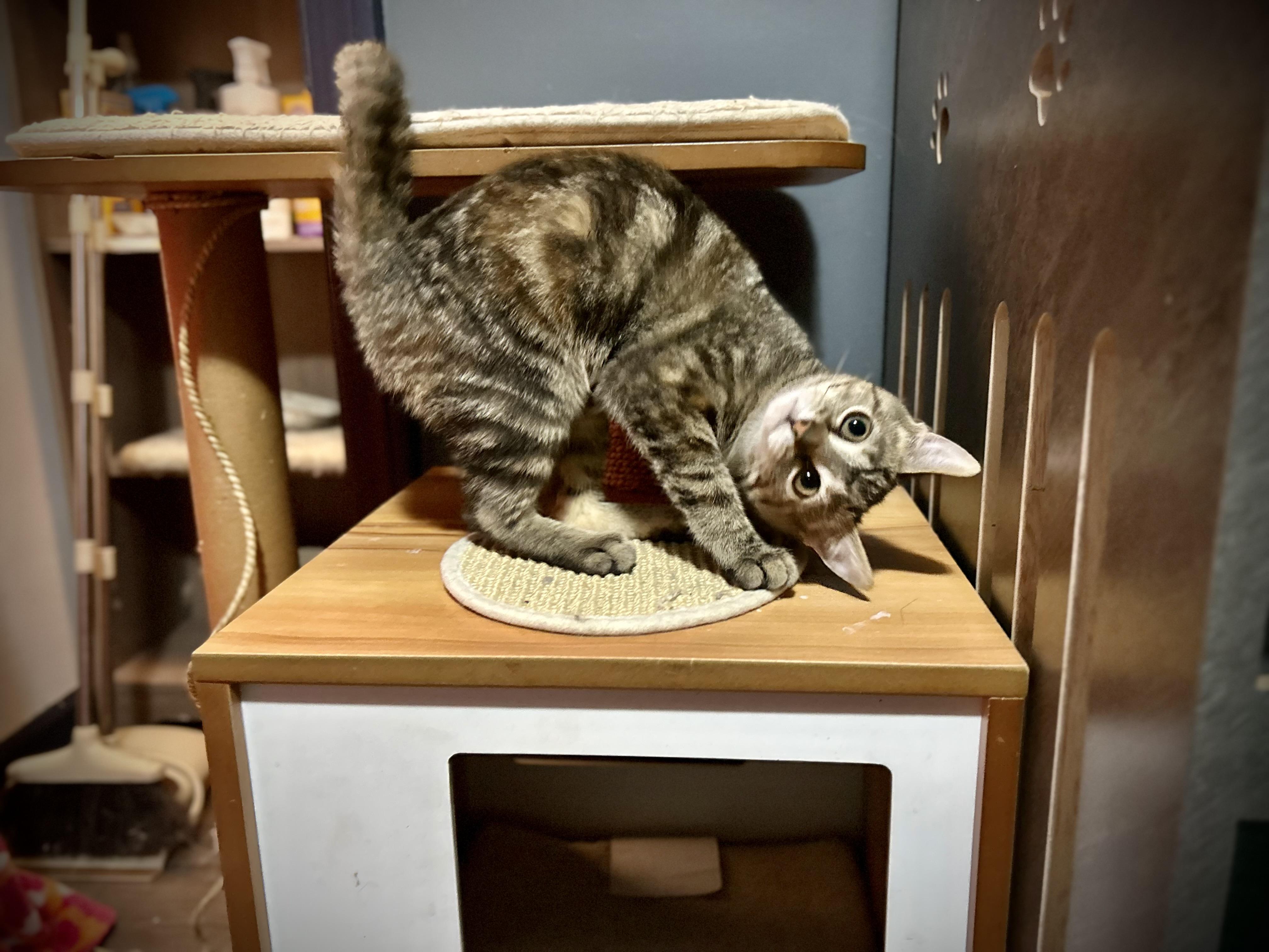 Enlarge Sherpa, a Adopted Domestic Short Hair in Akron, OH image 4/4