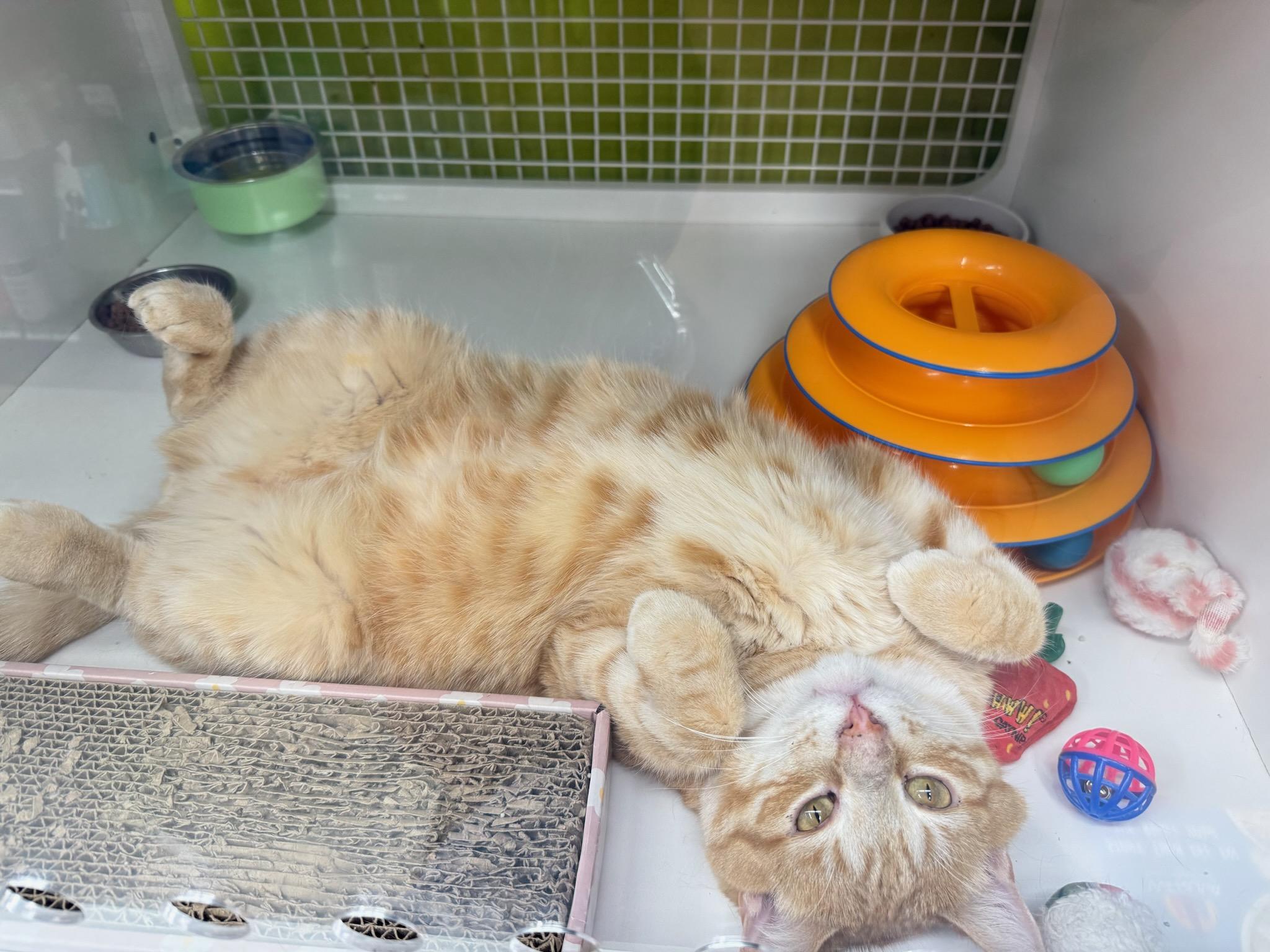 Mr. Citrus - A Sunny Personality, ADOPTABLE, Adult Male Tabby.