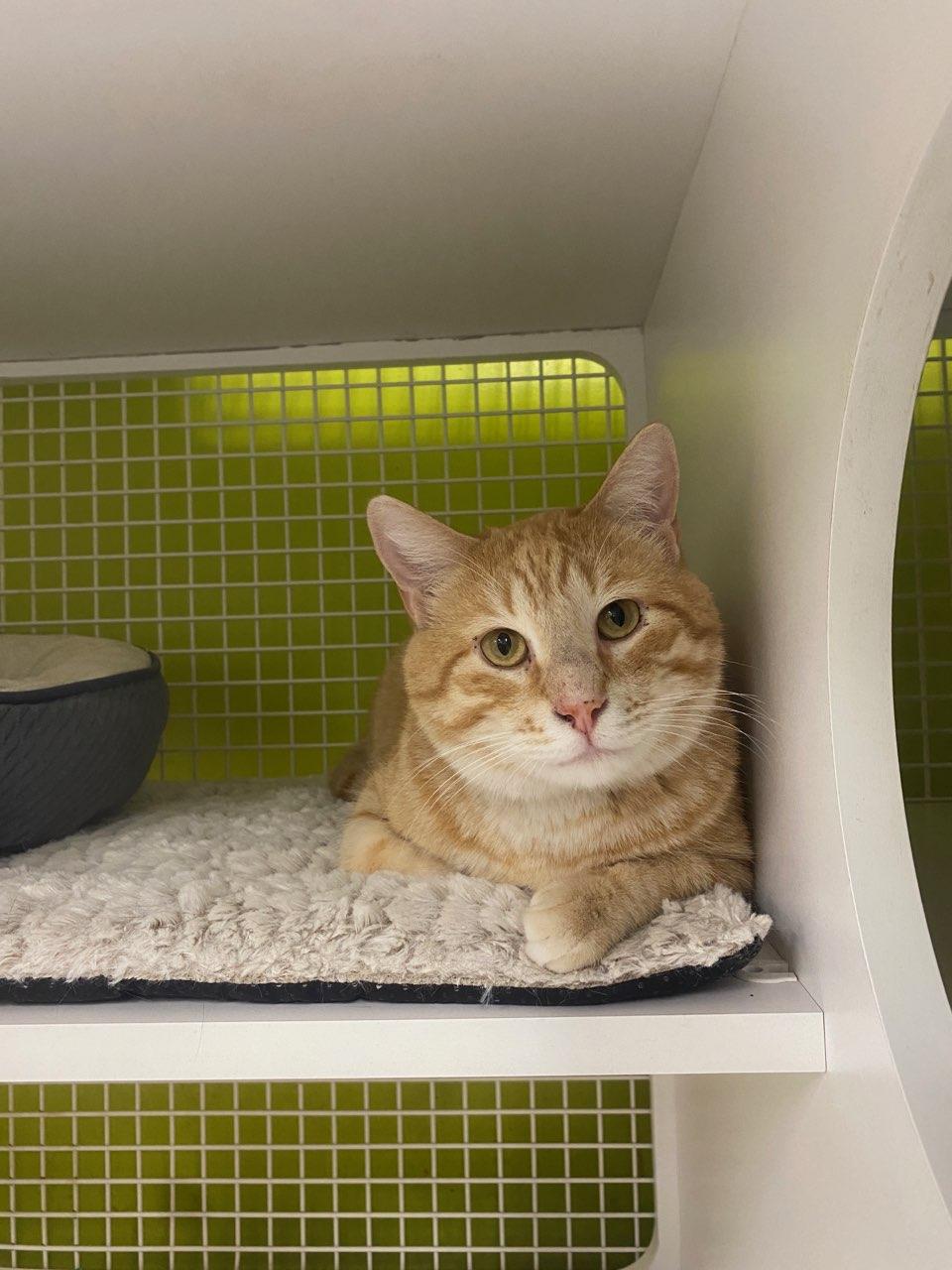 Enlarge Mr. Citrus - A Sunny Personality, a ADOPTABLE Tabby in Fountain Valley, CA image 2/4