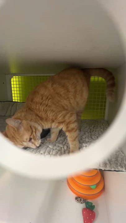 Enlarge Mr. Citrus - A Sunny Personality, a ADOPTABLE Tabby in Fountain Valley, CA video 3/4
