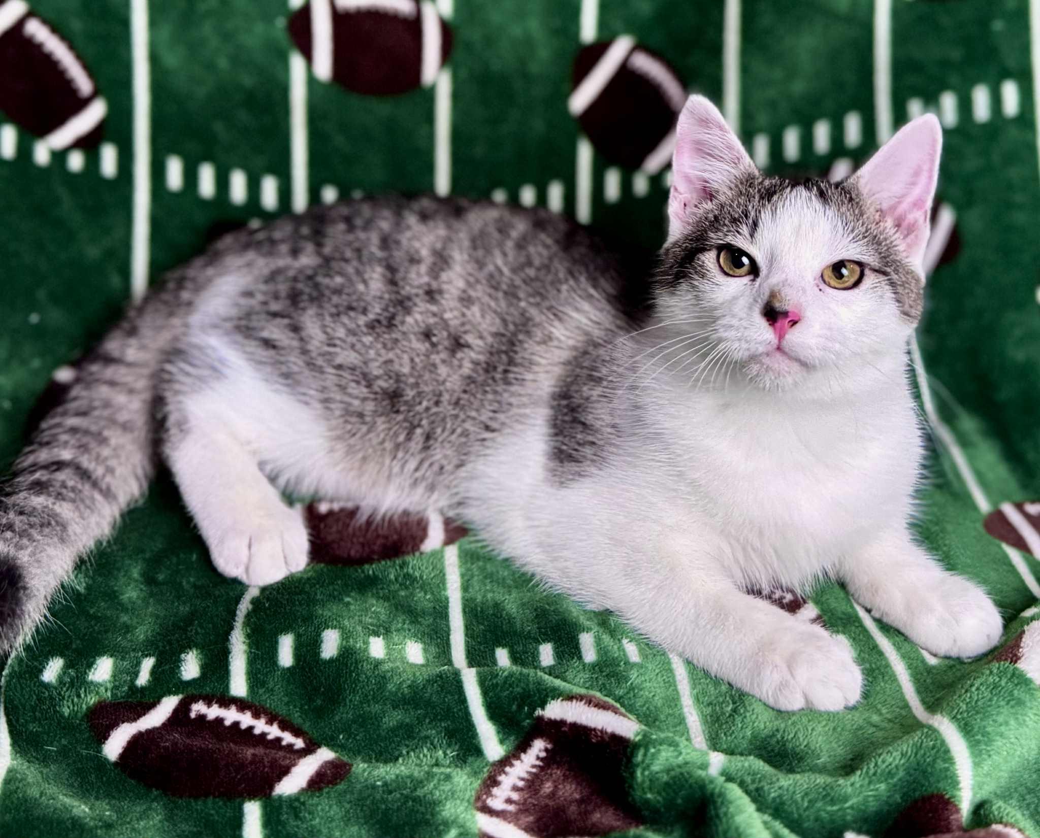 Pekoe, Adoptable, Young Male Domestic Short Hair.