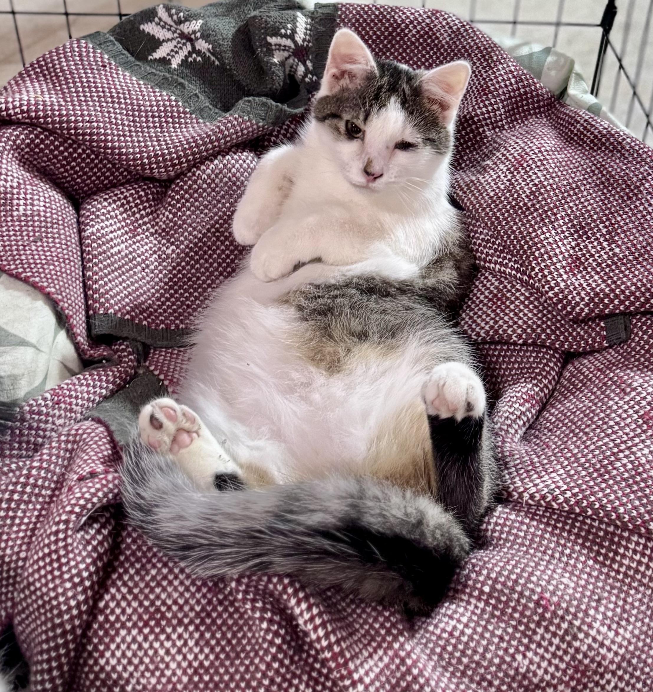 Pekoe, a Adoptable Domestic Short Hair in Rixeyville, VA image 3/3