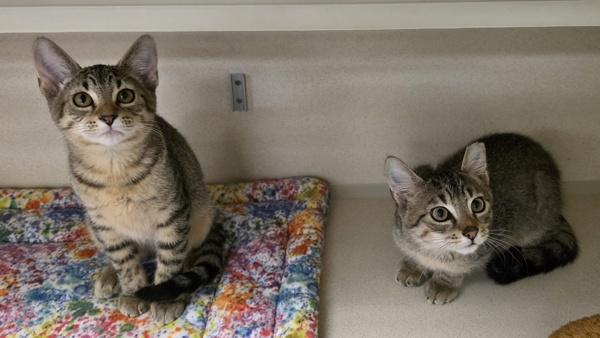 F40 - Bonded W/ Granturismo Folgore, Adoptable, Kitten Male Domestic Short Hair.