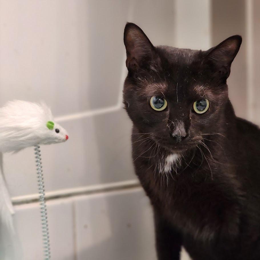 Ellie, Adoptable, Young Female Domestic Short Hair & Domestic Short Hair.