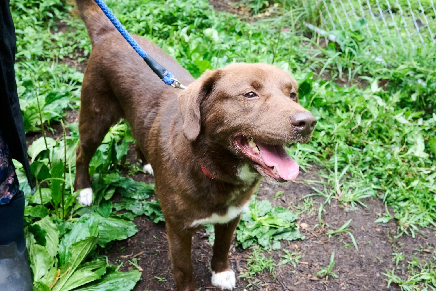 Enlarge Max, an adopted mixed breed in Floyd, VA image 3/3