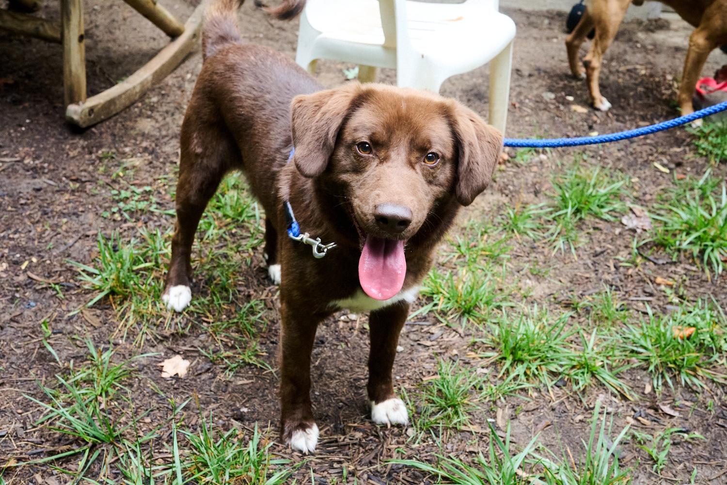 Enlarge Max, an adopted mixed breed in Floyd, VA image 2/3
