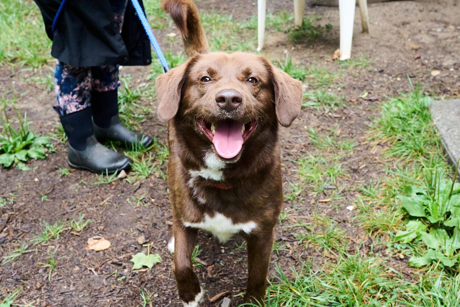 Max, adopted, Adult Male Chocolate Labrador Retriever.