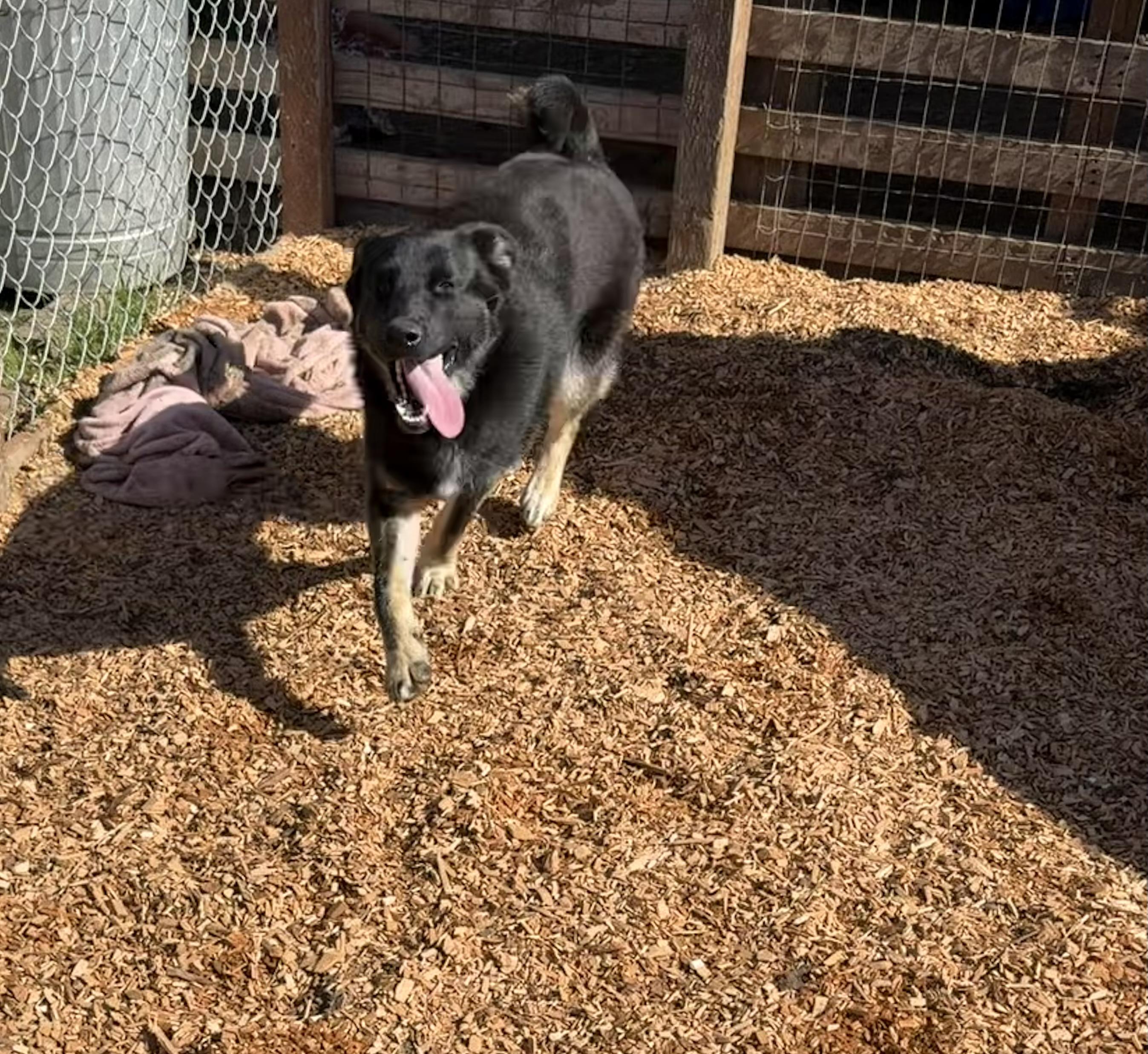 Blossom, a ADOPTABLE mixed breed in Dublin, CA image 2/6