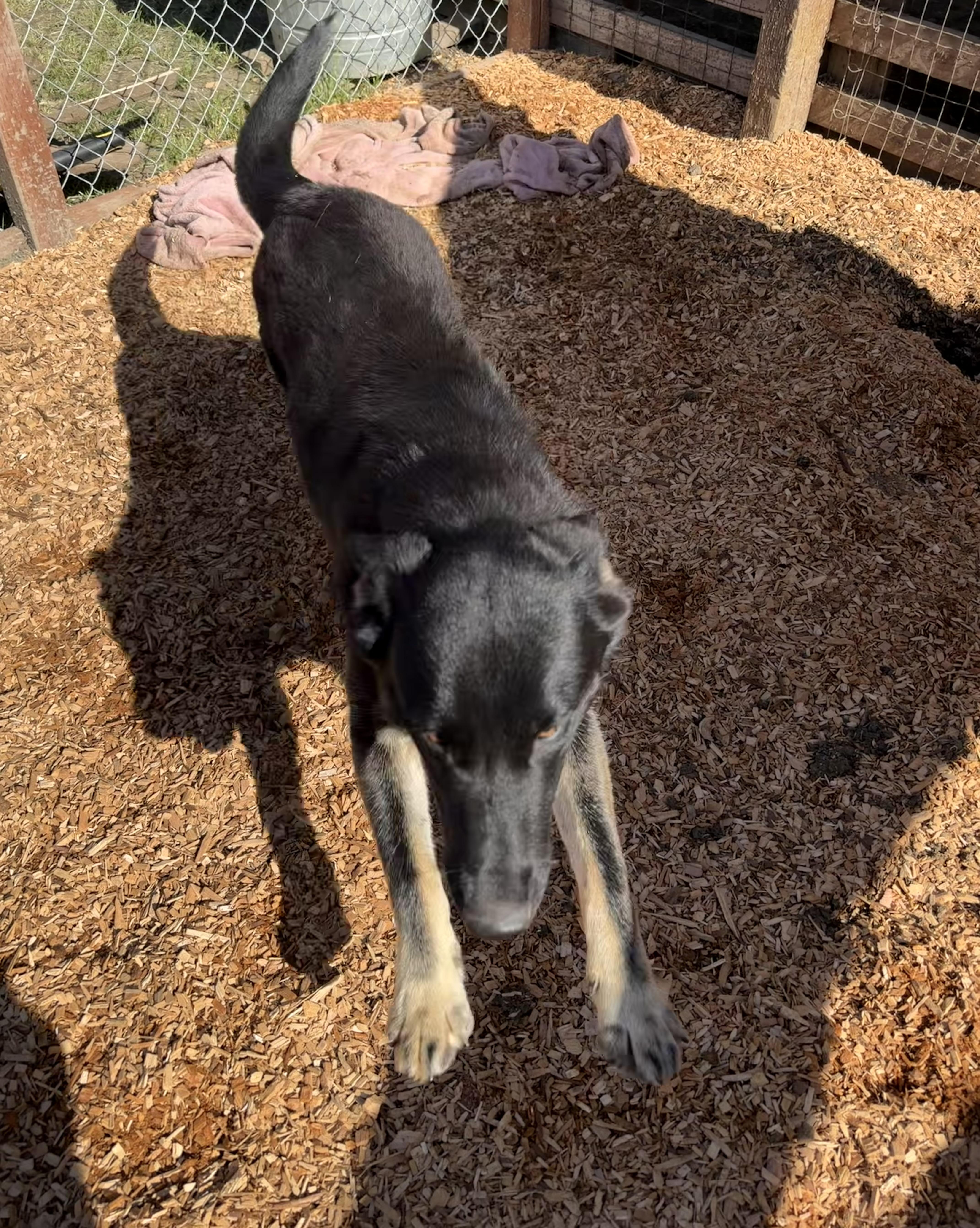 Blossom, a ADOPTABLE mixed breed in Dublin, CA image 5/6