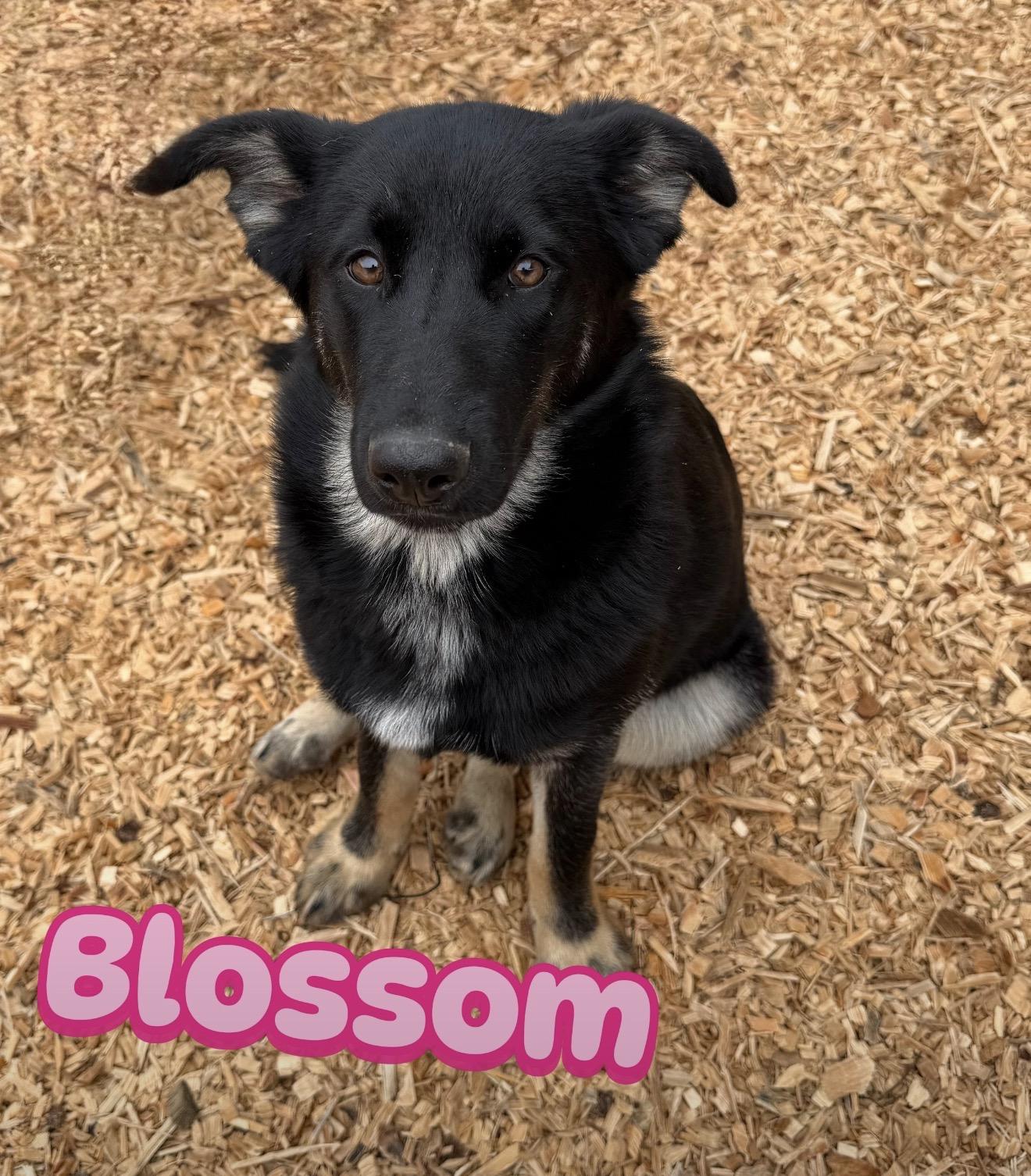 Enlarge Blossom, a ADOPTABLE mixed breed in stockton, CA image 2/4