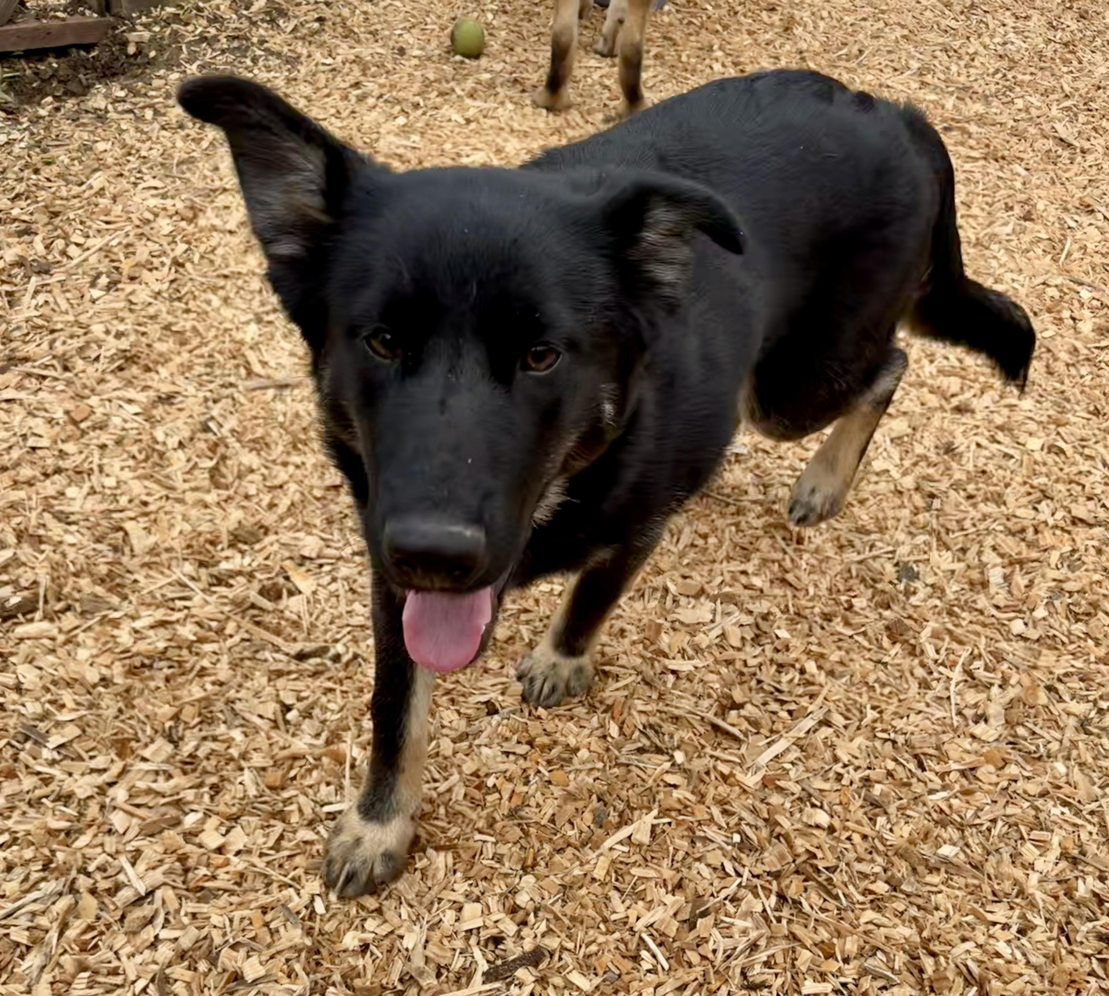Enlarge Blossom, a ADOPTABLE mixed breed in stockton, CA image 1/4